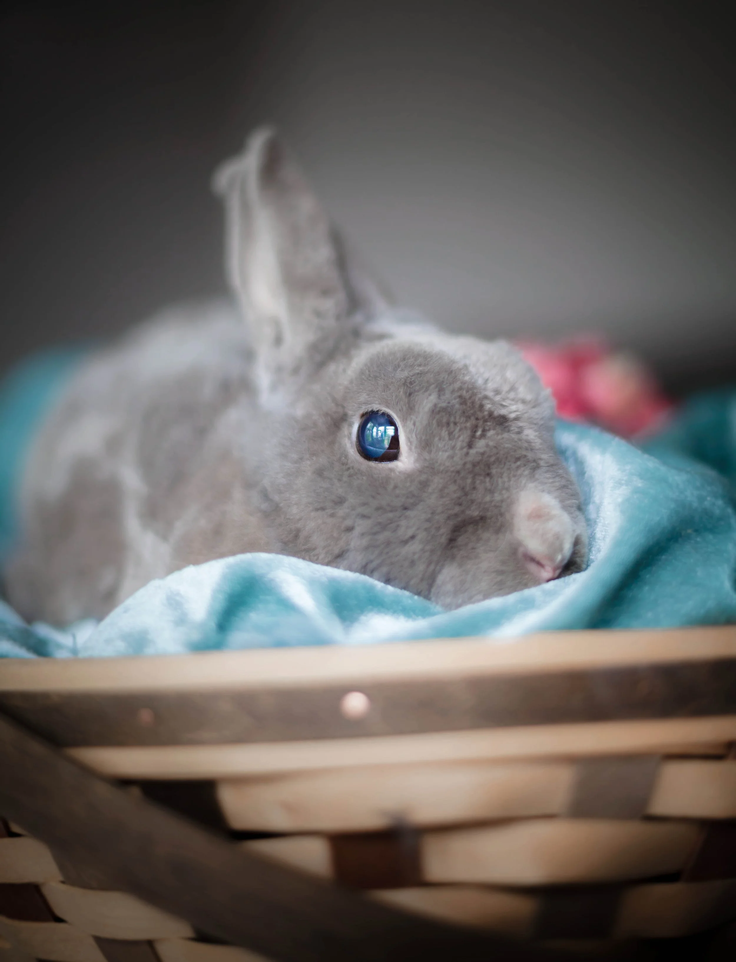 bunnyl33 (1 of 1).jpg