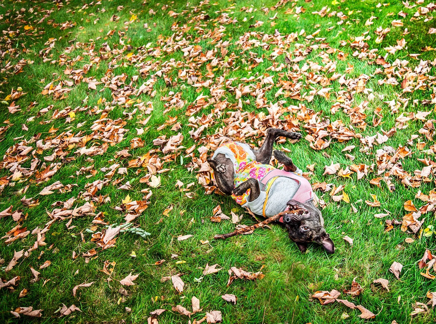 bbleaves1_l1 (1 of 1).jpg