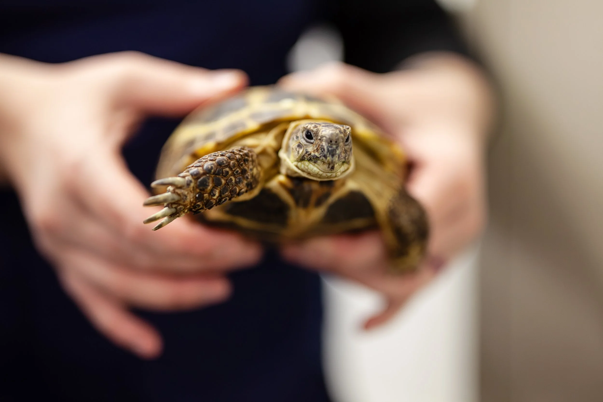 female_turtle.jpg