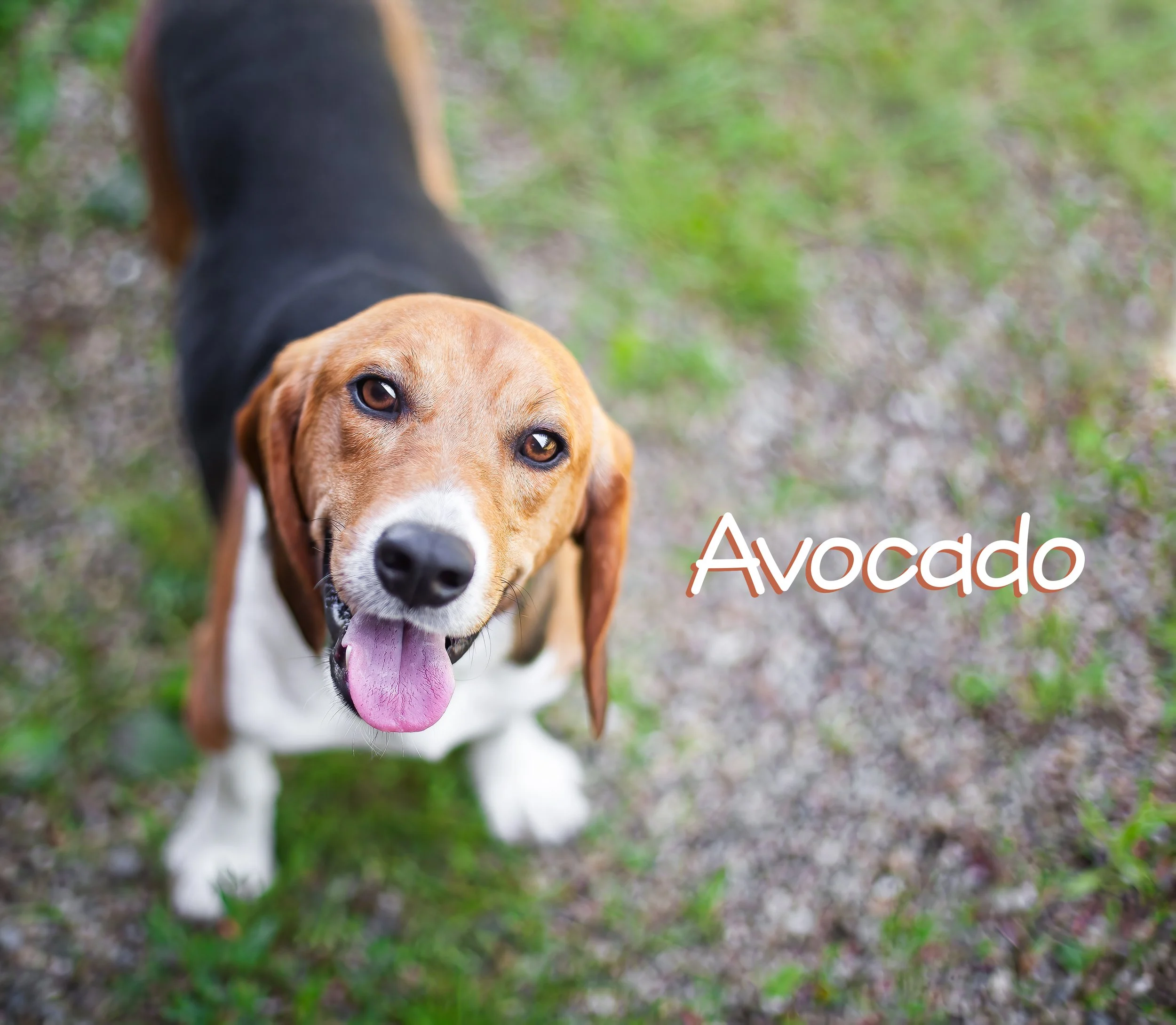 avocado.jpg