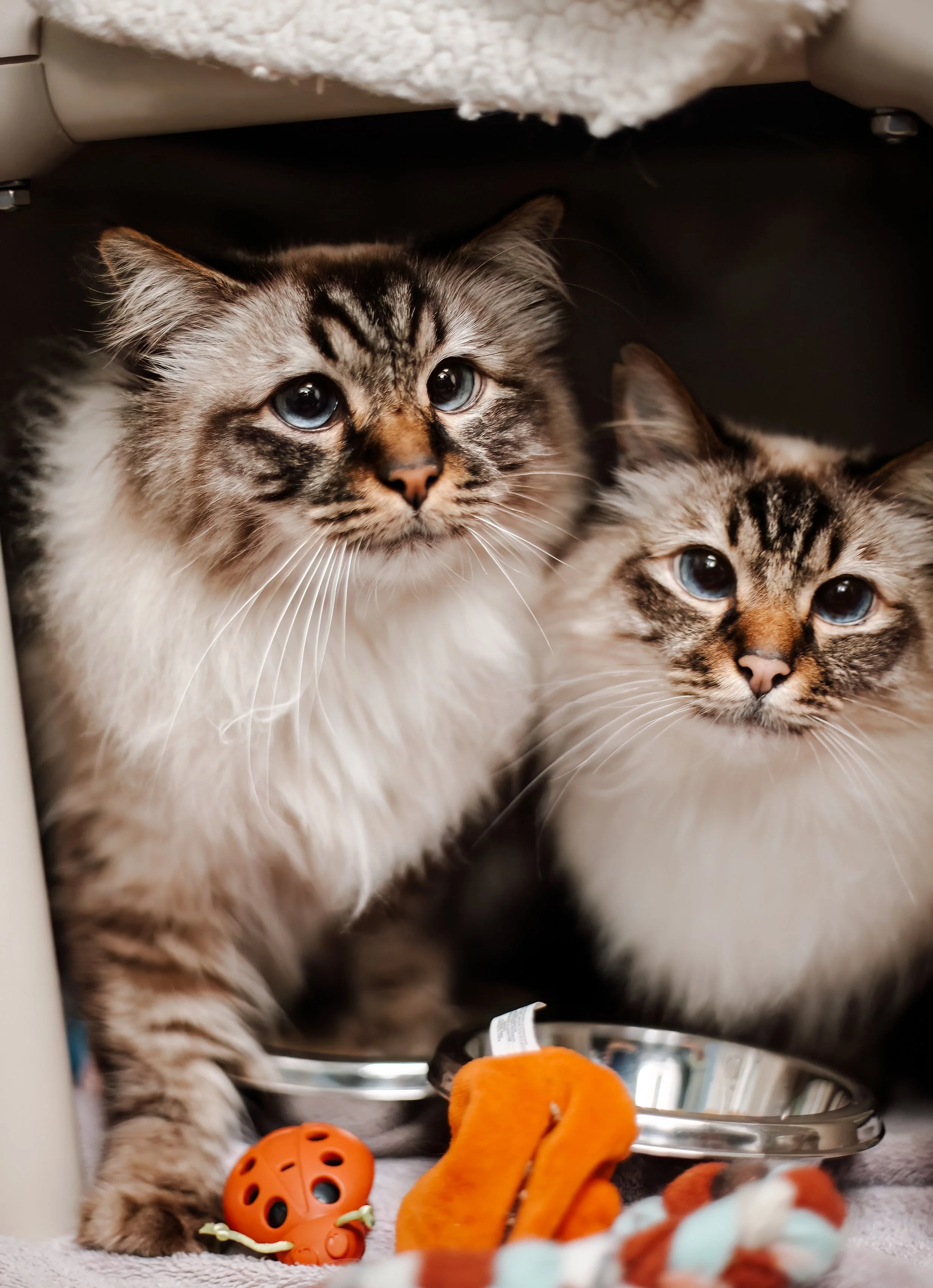 twins.jpg