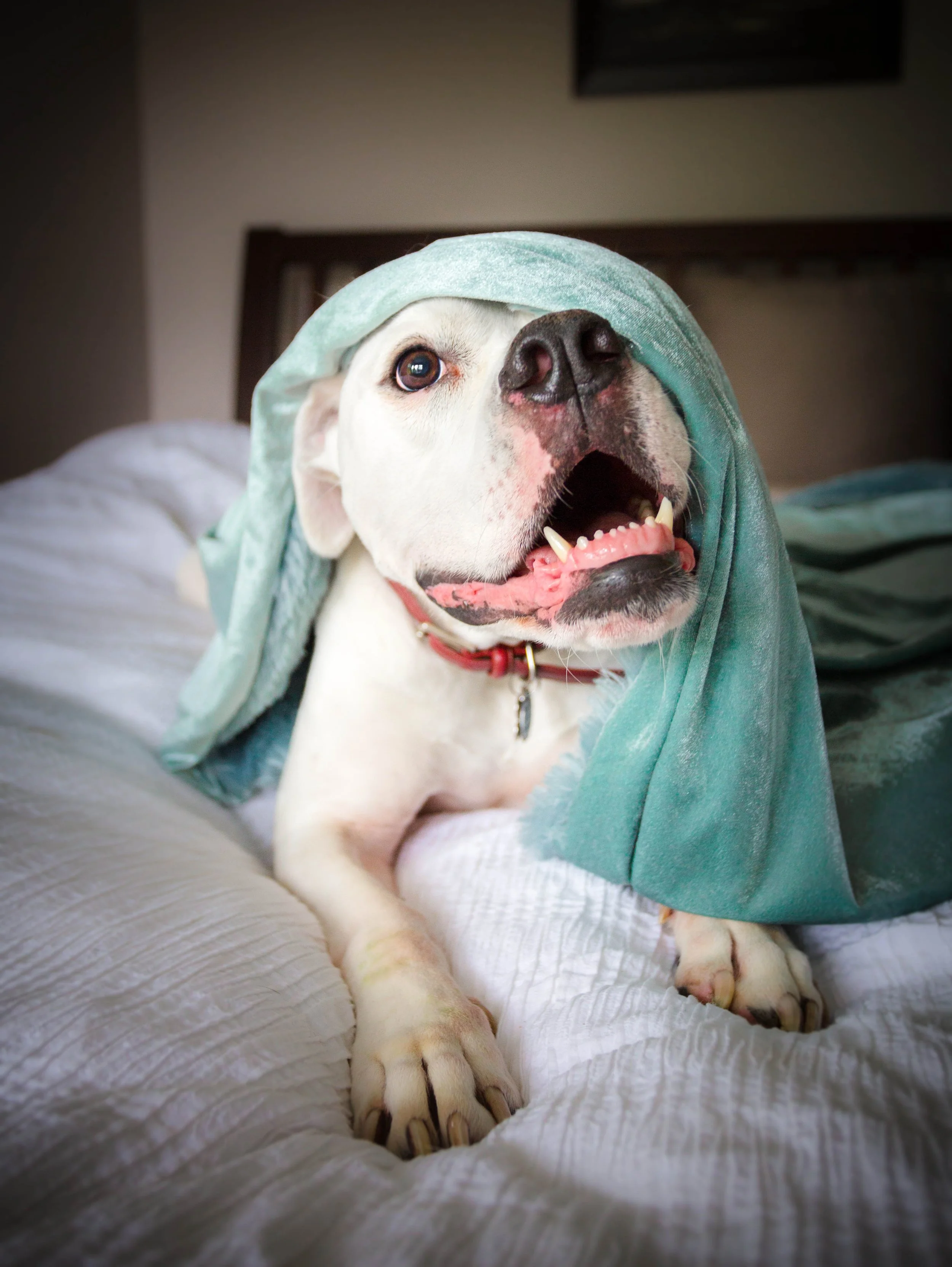 blanket1 (1 of 1).jpg