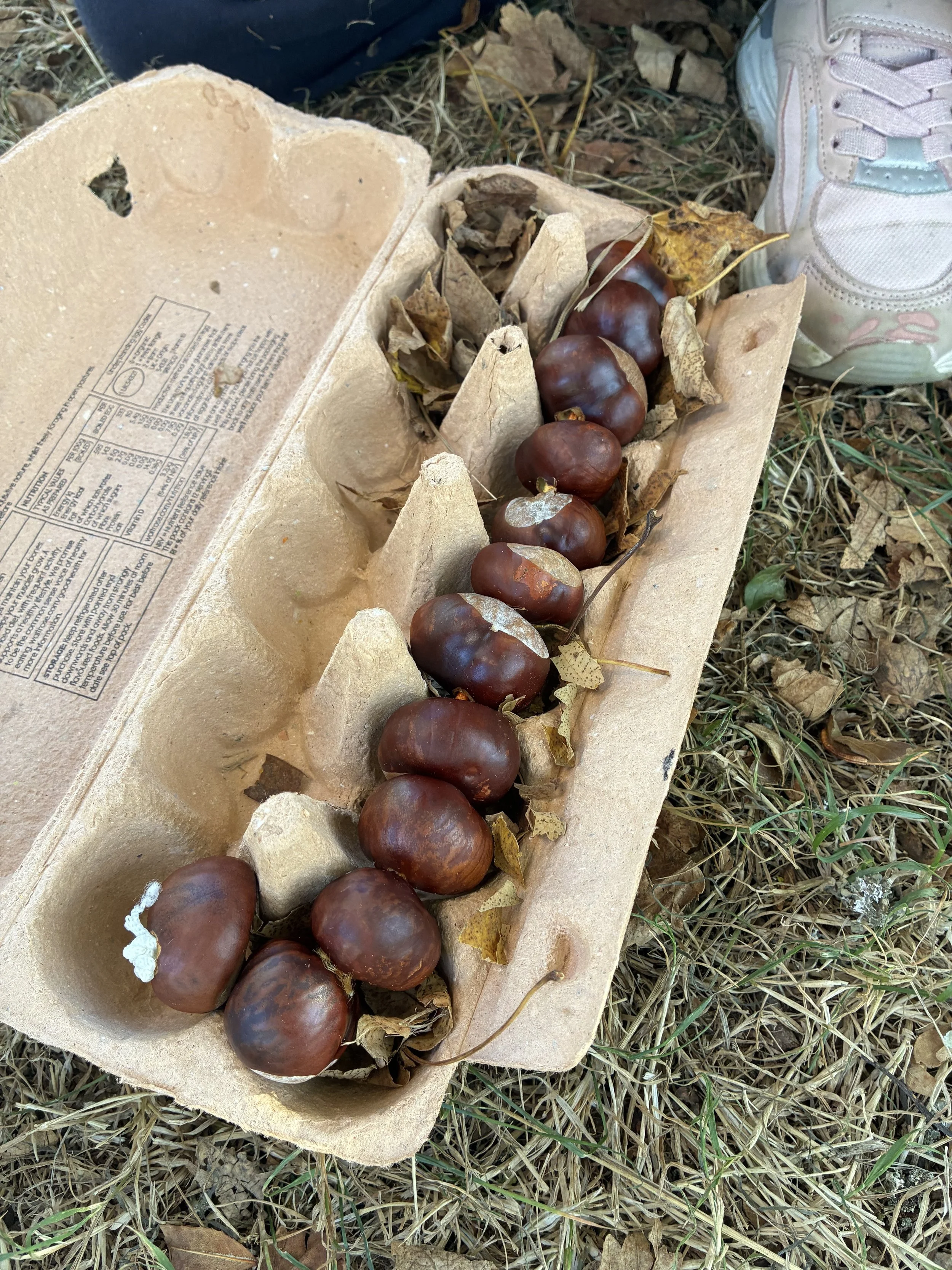 Conker Caterpillars.jpg