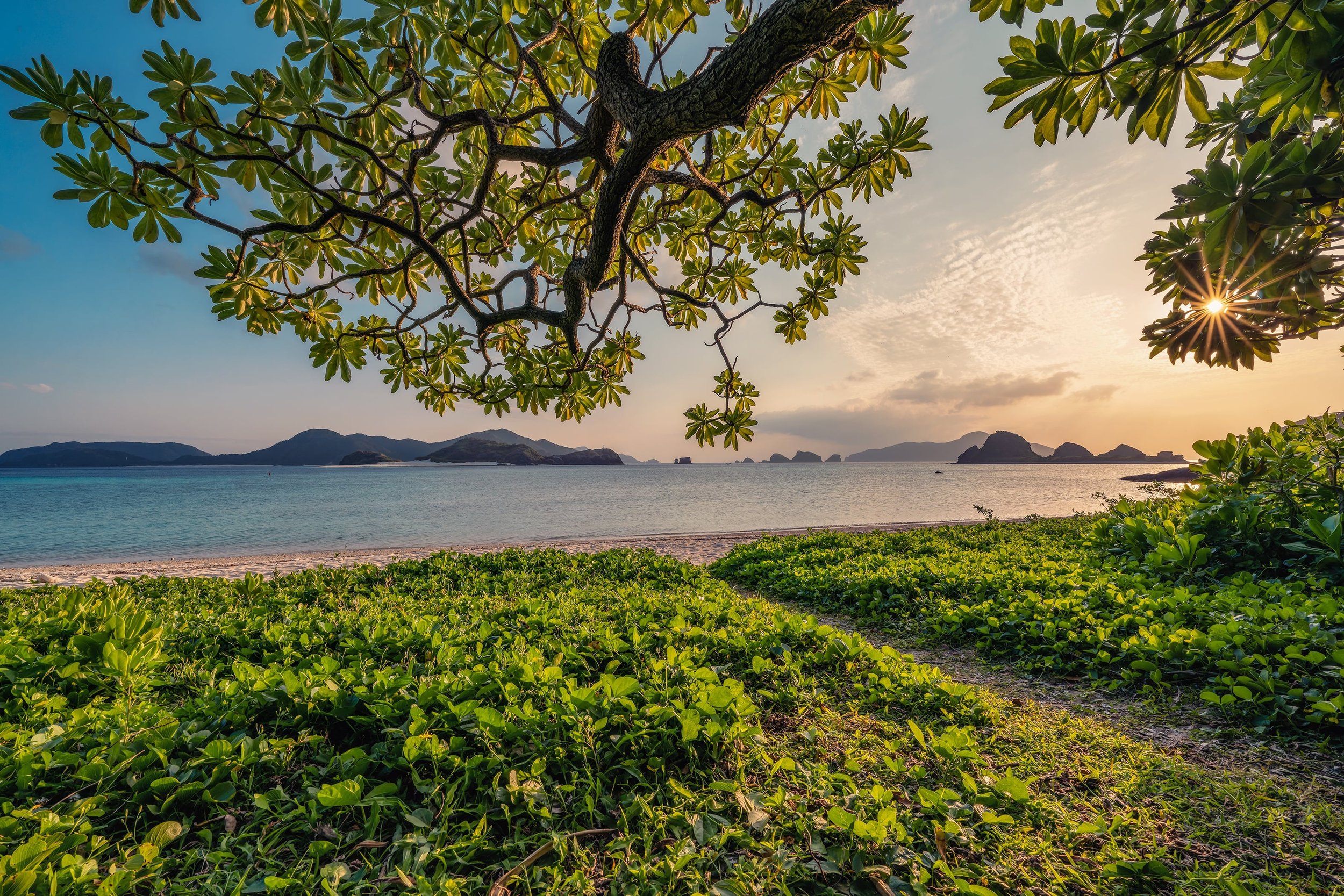A coastal scene with lush green vegetation in the foreground, a sandy beach, calm blue ocean water, and small islands in the distance. A large tree with broad leaves extends over the scene, with the sun shining through its branches near the horizon.