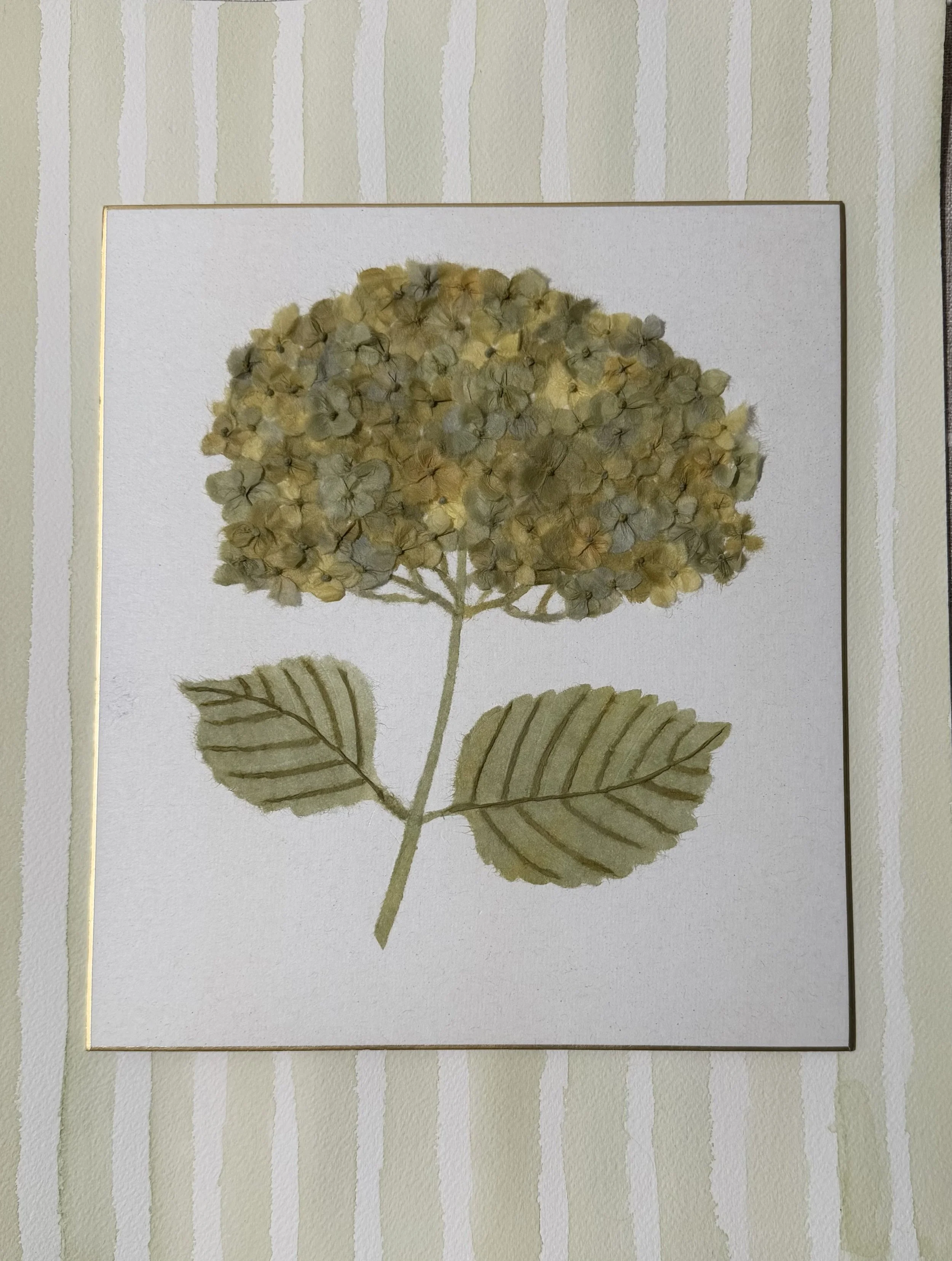 A botanical illustration of a hydrangea flower with green leaves on a white background.