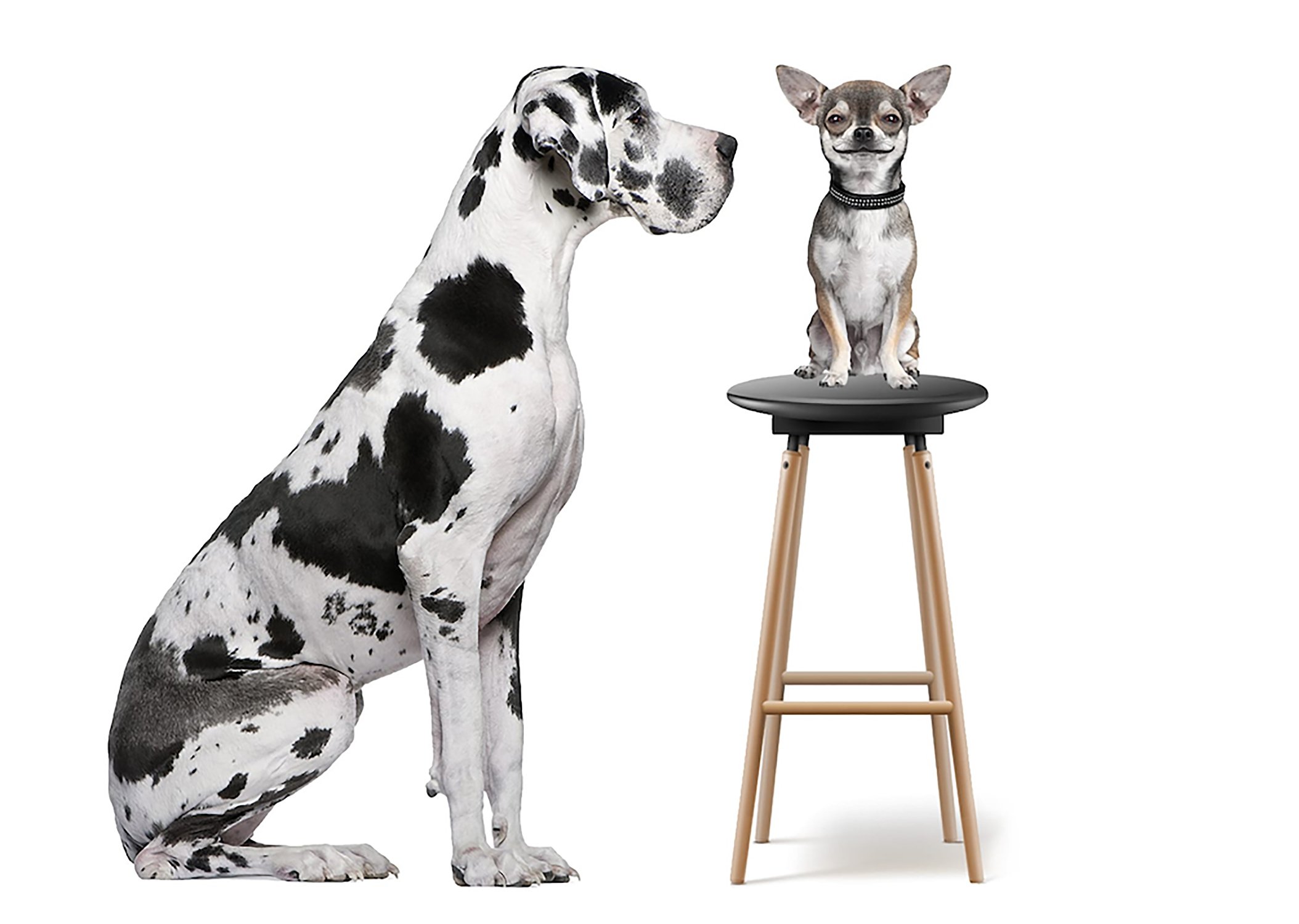A Dalmatian dog sitting on the floor looking to the right, a small Chihuahua dog standing on a round black stool with light wooden legs, with a white background.