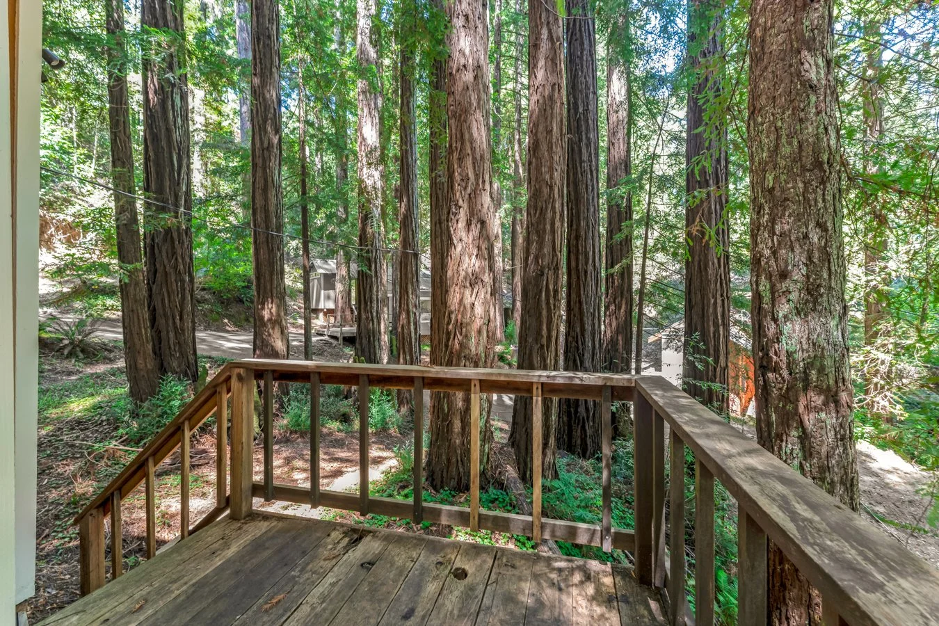 View from a wooden deck overlooking tall redwood trees in a dense forest, with greenery and sunlight filtering through the leaves.