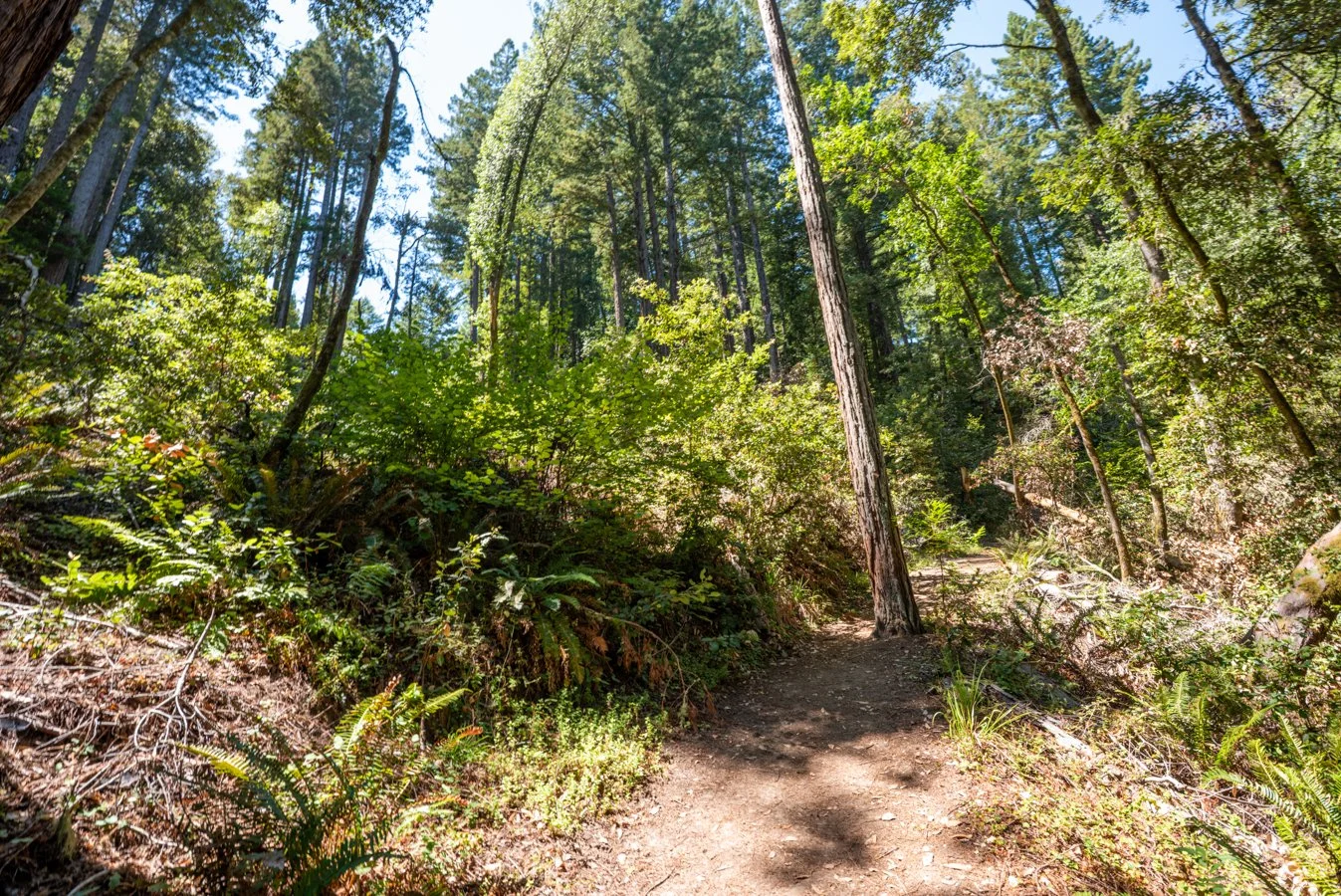 A dirt trail winds through a lush green forest with tall trees, bushes, and ferns, under a clear blue sky.