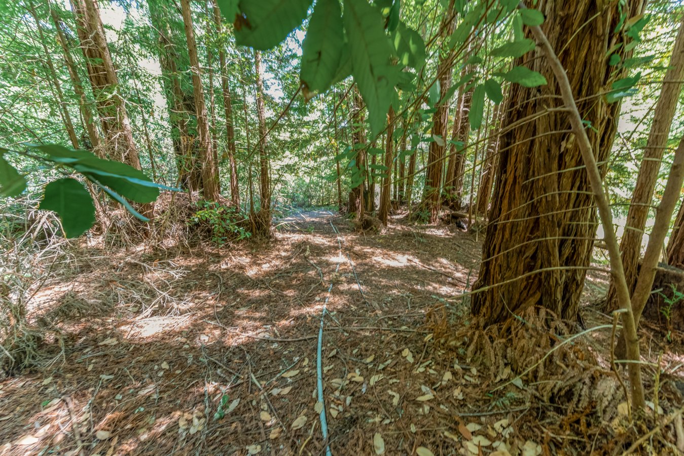 A wooded forest trail surrounded by tall trees and green foliage, with a blue rope or cable on the ground.