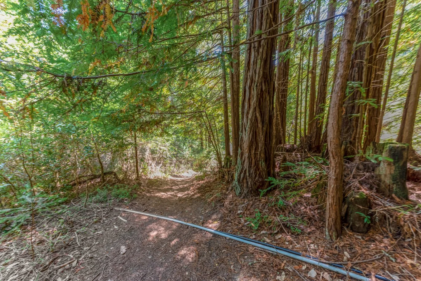 A shaded dirt trail through a forest with tall trees and green foliage, with a metal pipe running along the ground.