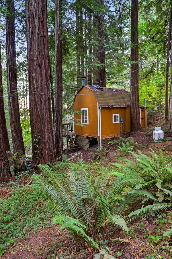A small, yellow cabin with a brown roof and two white windows is situated in a dense forest, surrounded by tall trees and lush green ferns.