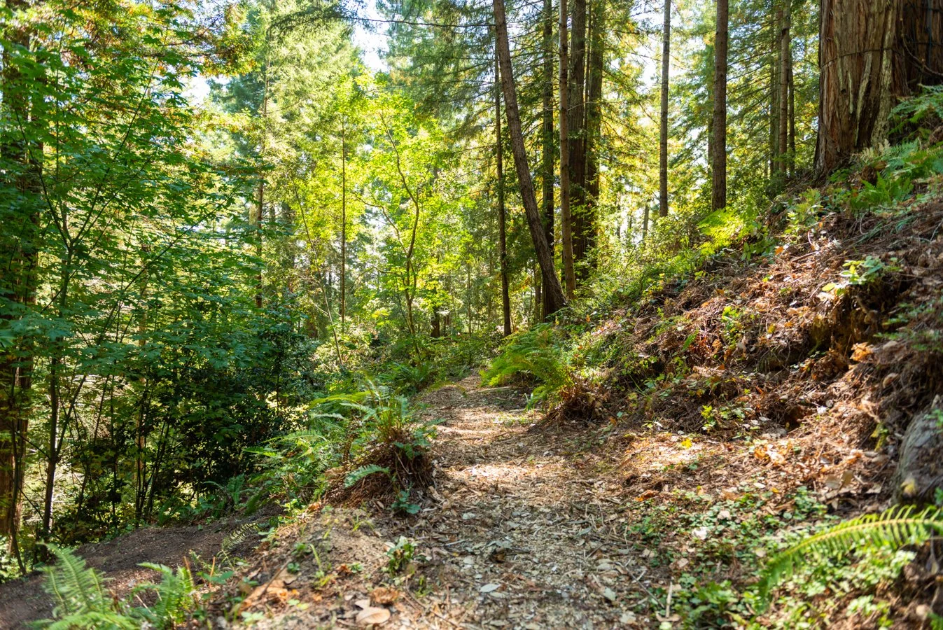 A forest trail surrounded by green trees, shrubs, and ferns, with sunlight filtering through the canopy.