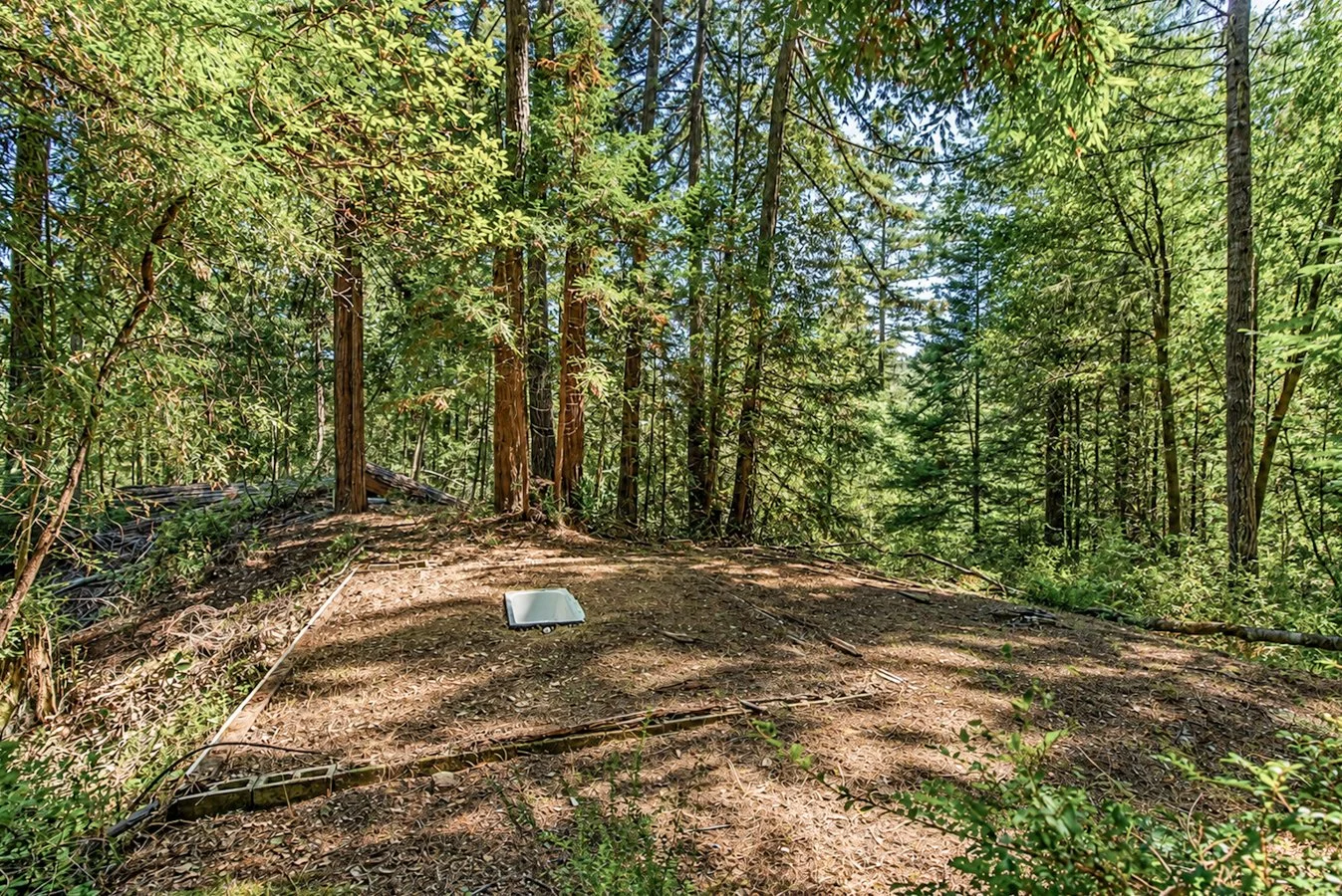 A forest clearing with tall trees, shaded ground, and a solar panel or device lying on the dirt path.