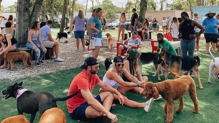 People at a dog park socializing with dogs, sitting on the grass and standing around in a fenced outdoor area with trees.