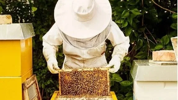 A person wearing a protective suit, gloves, and a wide-brimmed hat inspecting a honeycomb frame from a beehive.
