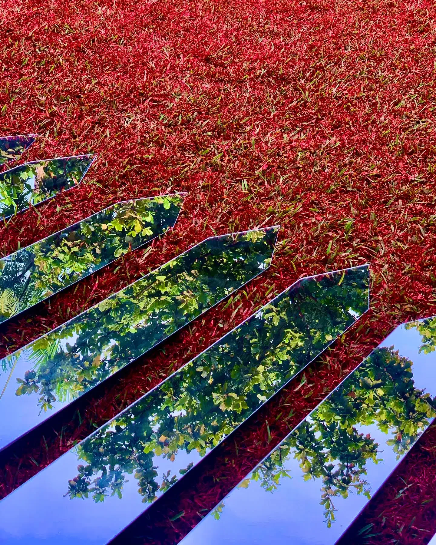greener grass... is rather red  - 4 copy.webp