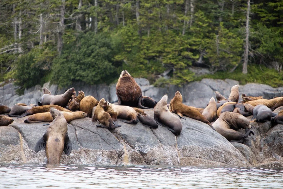 Sea Lion Colony on Rocks On acrylic landscape.,Great Gear Rainfort Photo by Carole Finn