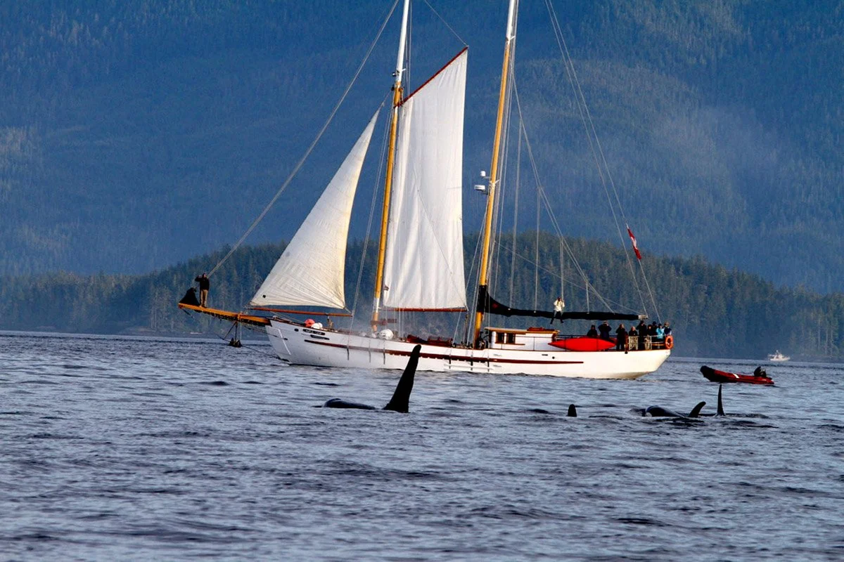 Maple Leaf with sail Photo from Zodiak , Orcas pod swimming by , acrylic landscape., Photo by Carole Finn