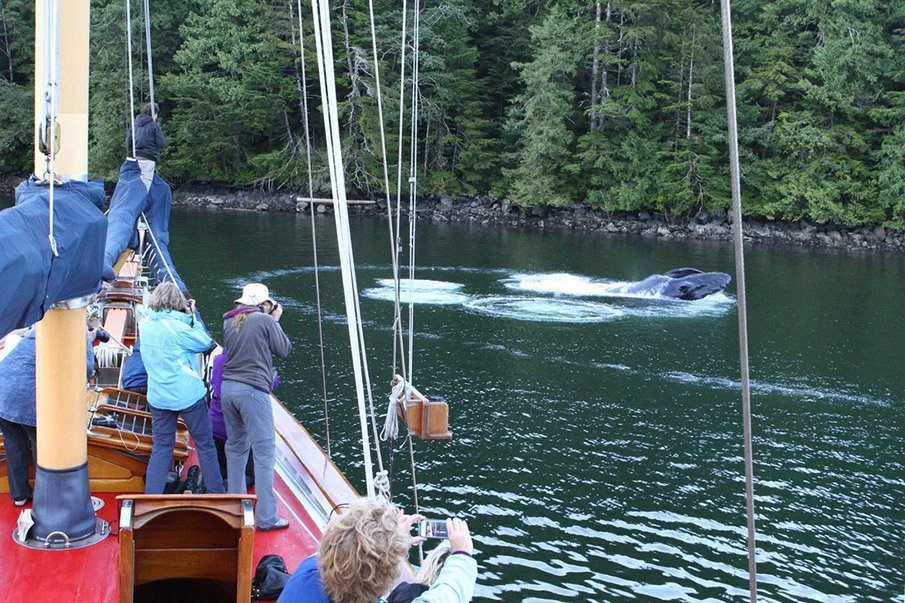 Orca Bubblenet,Great Bear Forest,BC, Georgia Strait, BC. acrylic landscape., Photo by Carole Finn