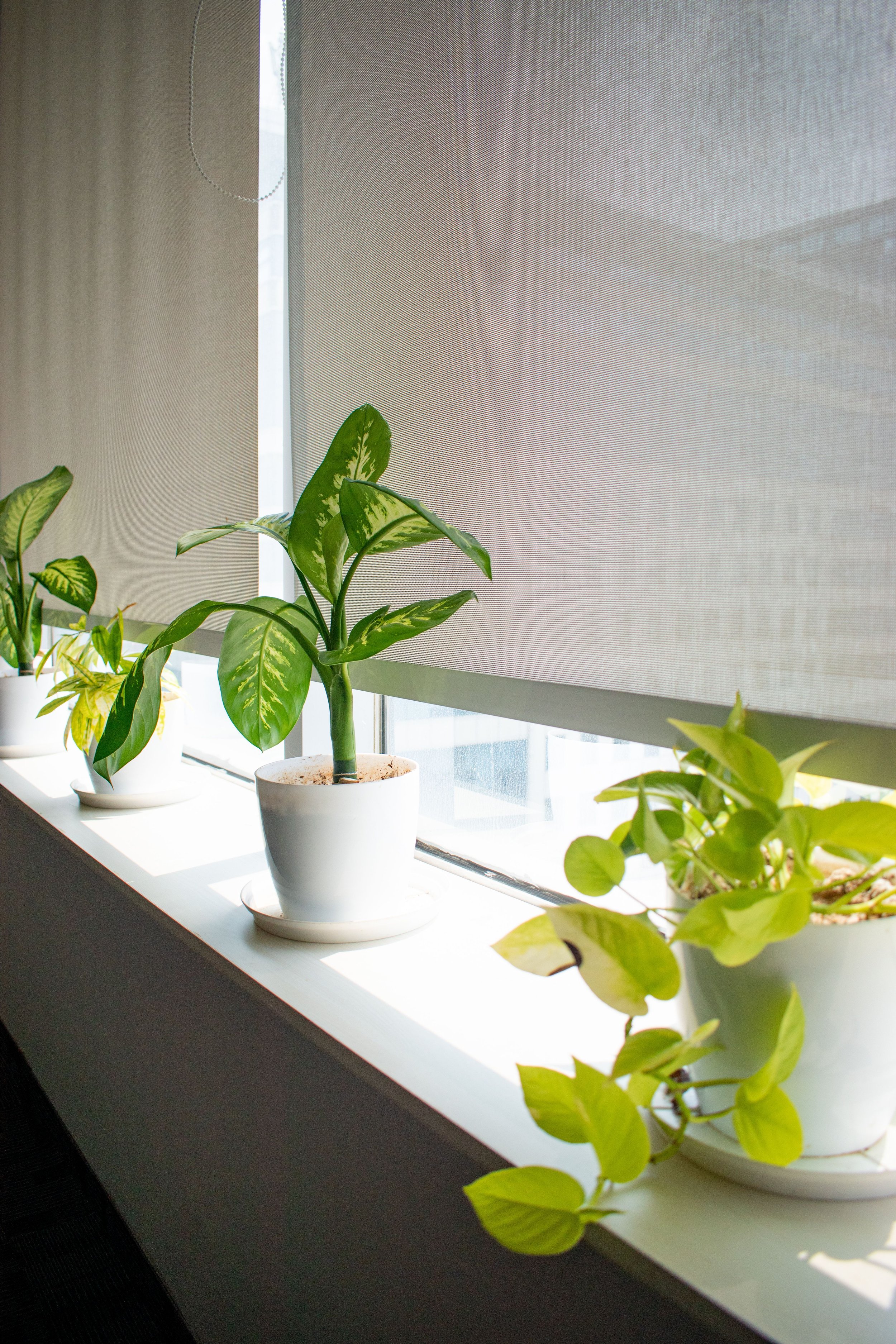 Several potted houseplants on a Windows sill, with a vacation roller blind partially down.