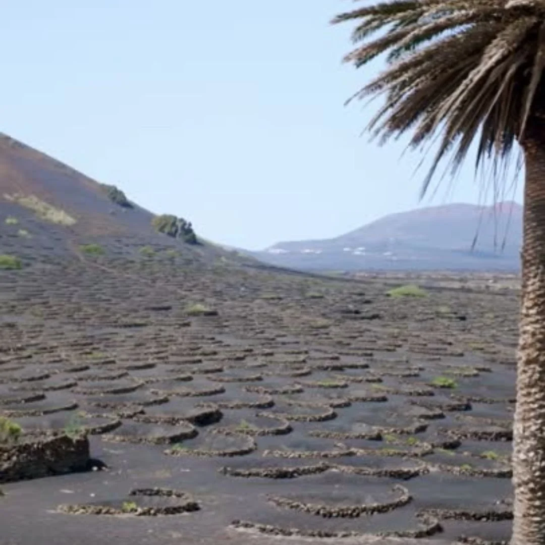 Eine kalte Wüstenlandschaft mit schwarzen Lavafeldern und mehreren Wacholderbüschen im Hintergrund, sowie einem Palmbaum im Vordergrund, bei klarem Himmel.