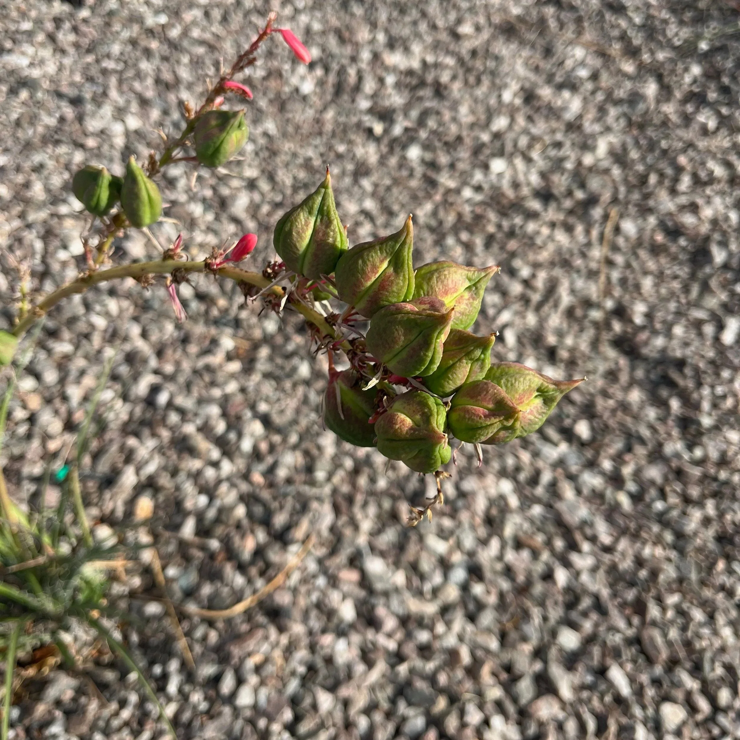 Botanical+-+1+of+1+%2810%29.jpg