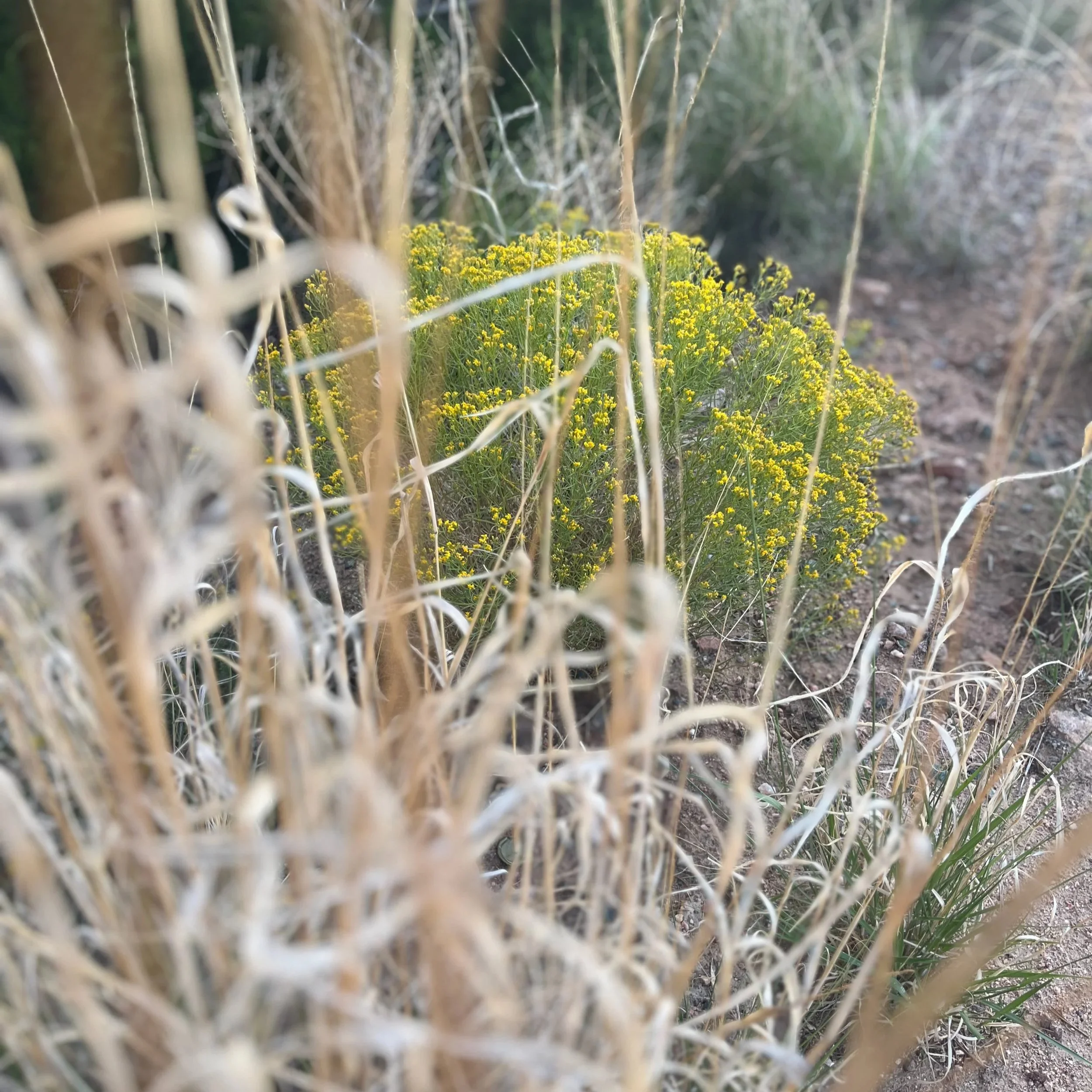 Botanical+-+1+of+1+%287%29.jpg