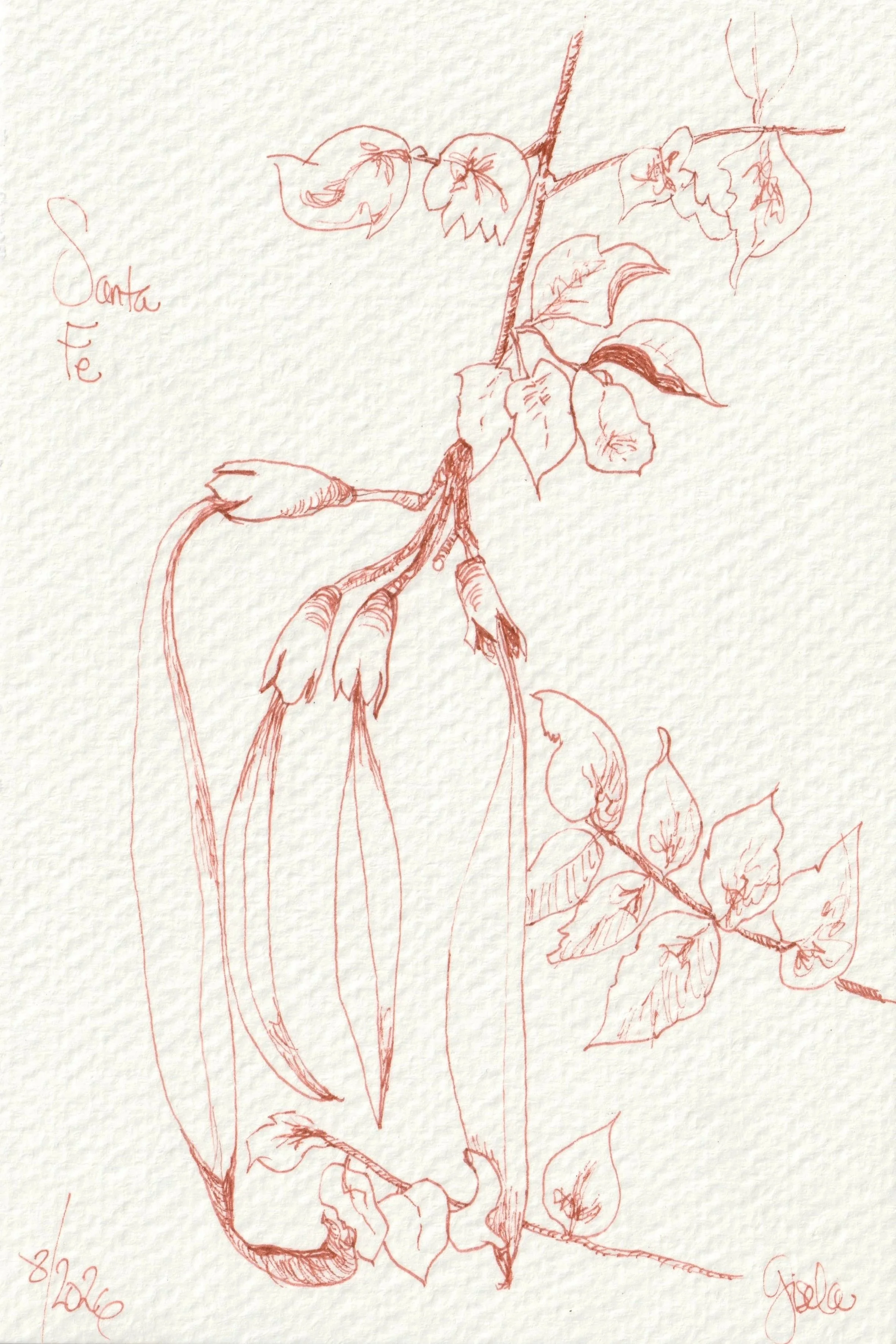 Study of Trumpet Vine