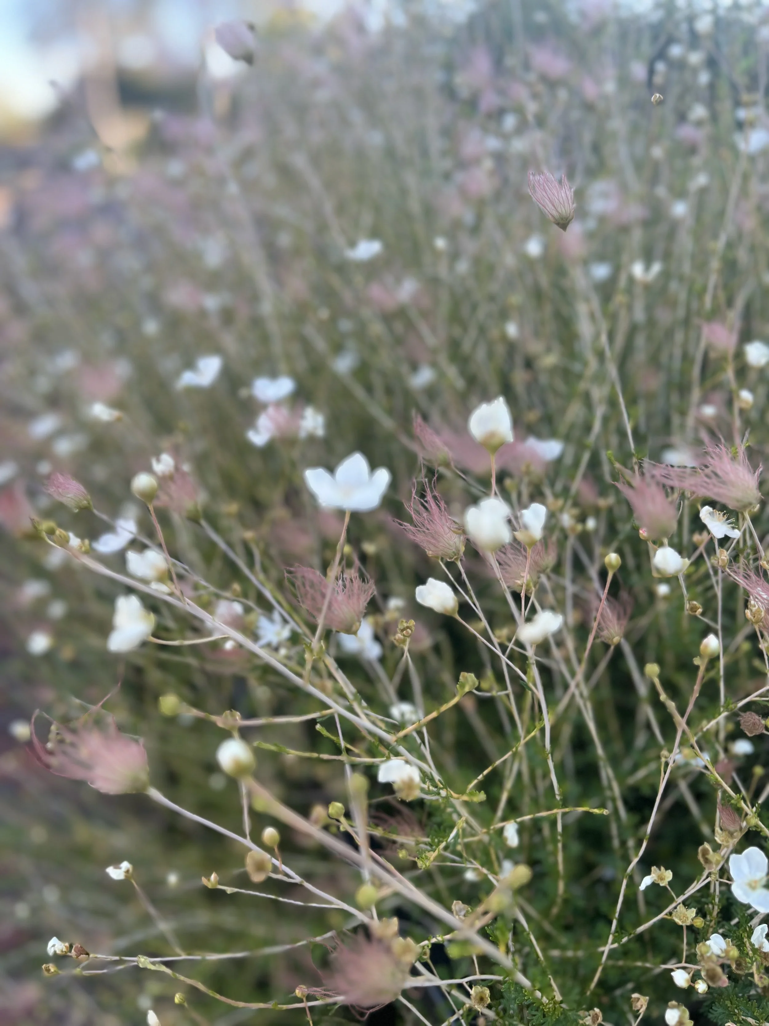 Botanical - 1 of 1 (20).jpeg