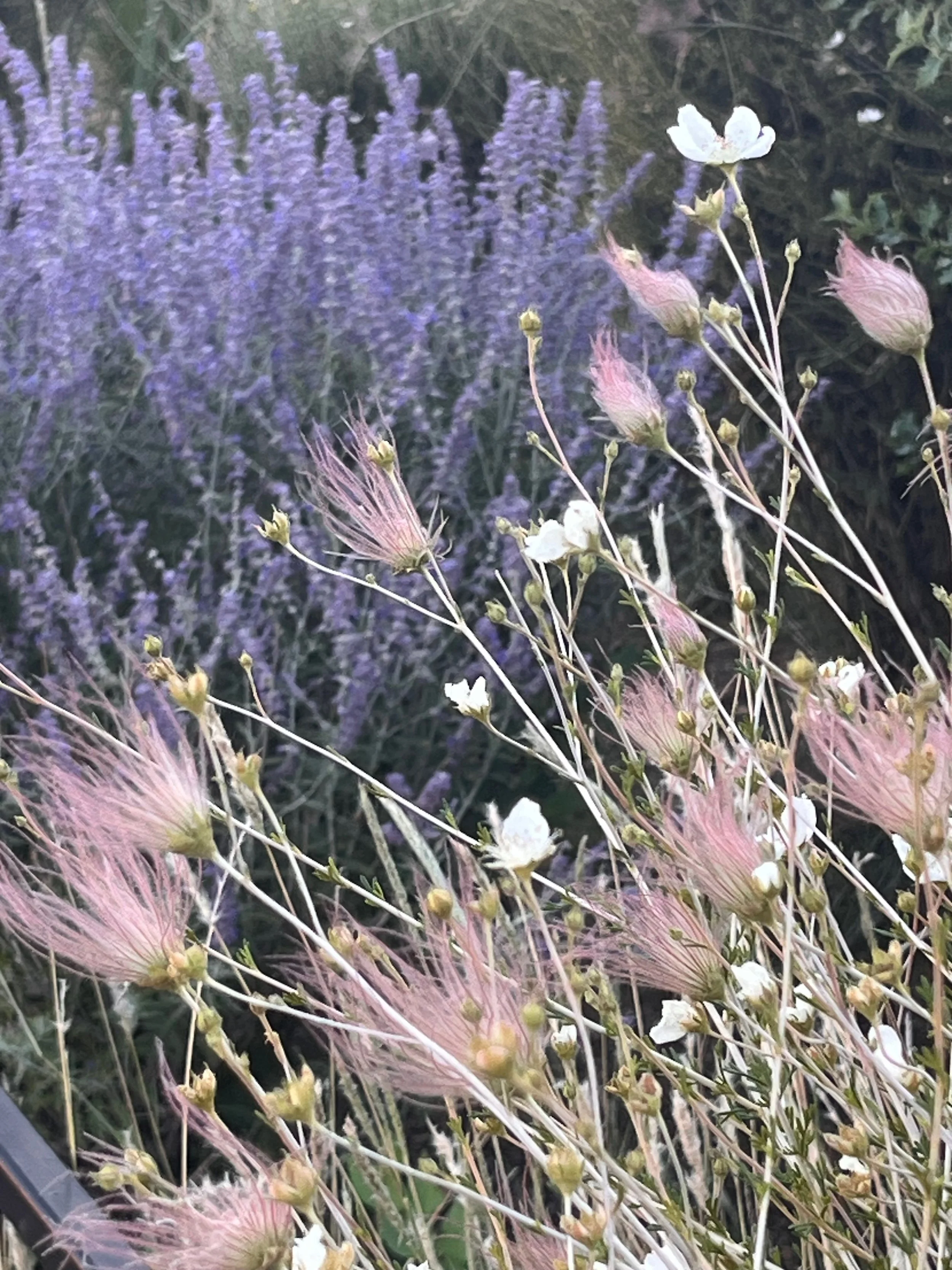 Botanical - 1 of 1 (18).jpeg