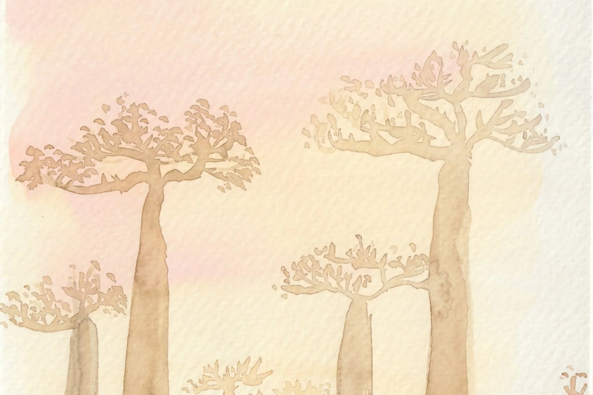 Watercolor of baobab trees. Pink and yellow.