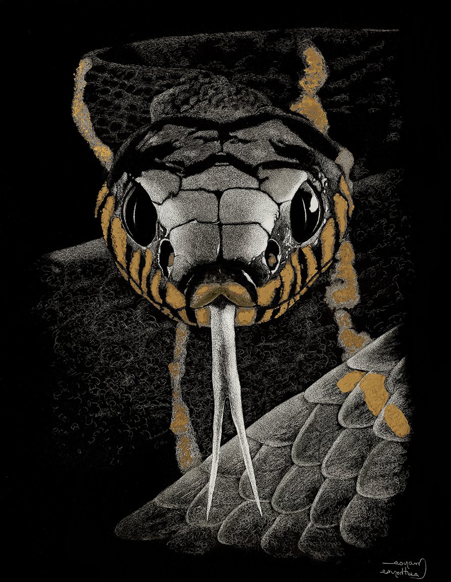 Serpent Gaze WEB.jpg
