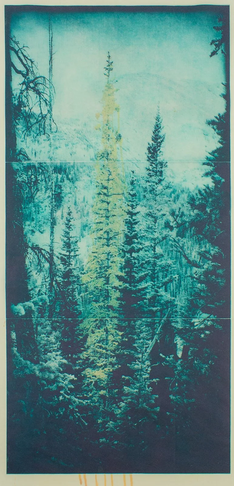 Mountain Pine Beetle