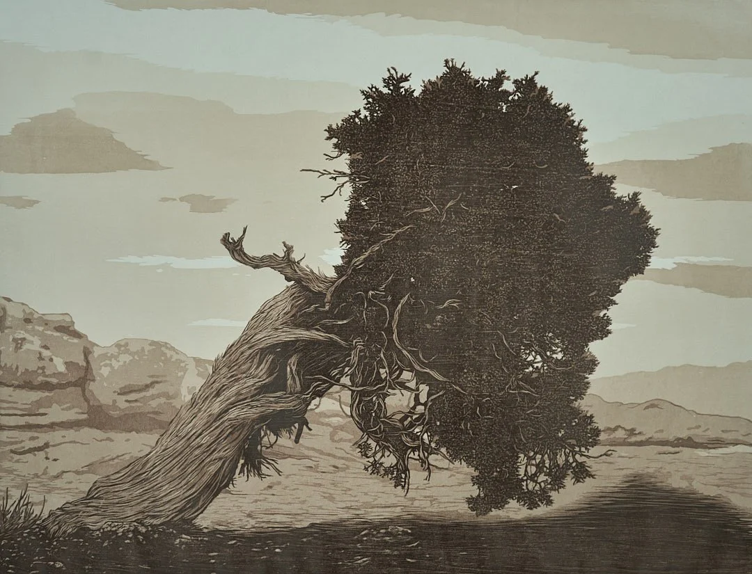 Juniper 4, Bears Ears National Monument, Utah