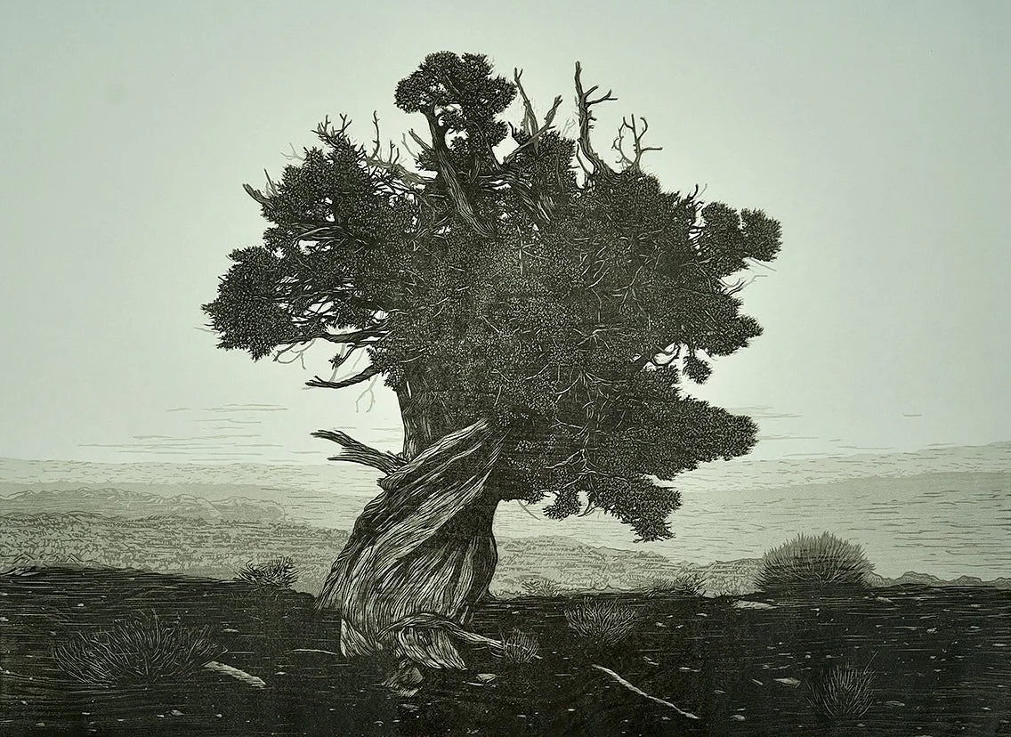 Juniper 1, Bears Ears National Monument, Utah