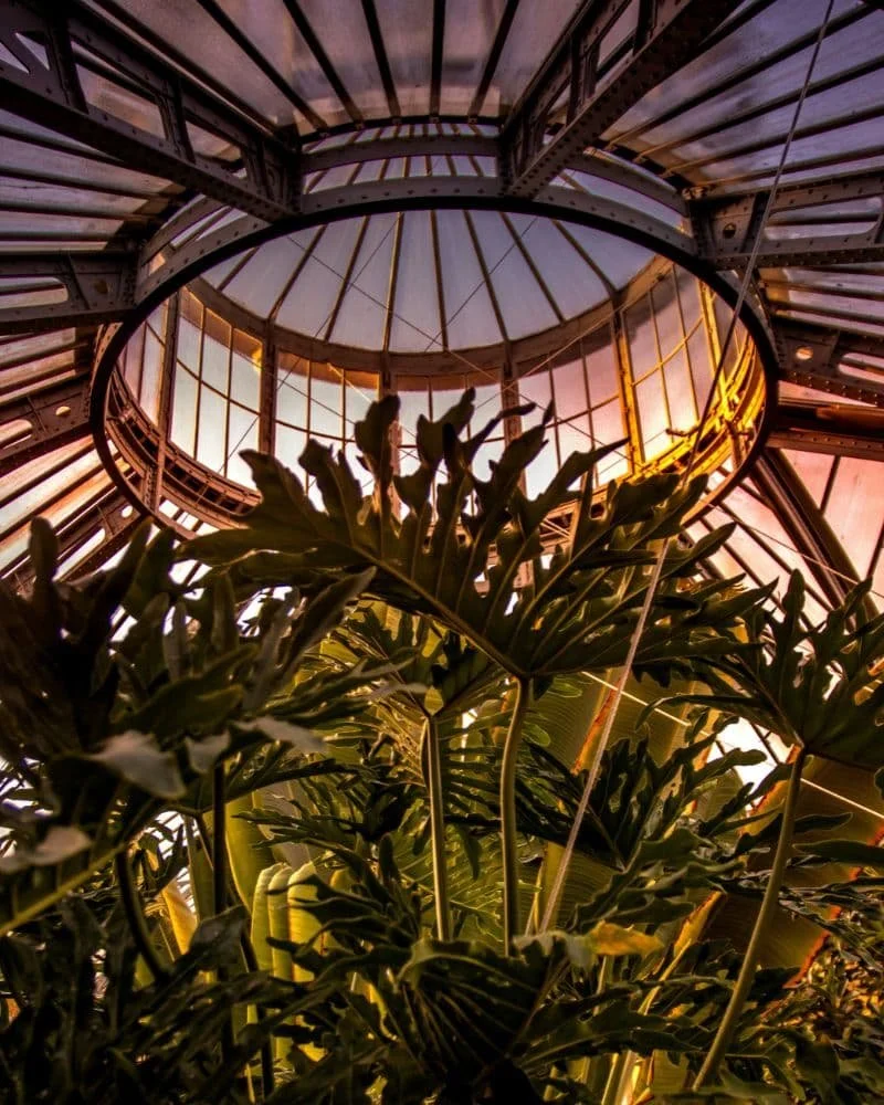 Indoor atrium with a large glass skylight and lush tropical plants.