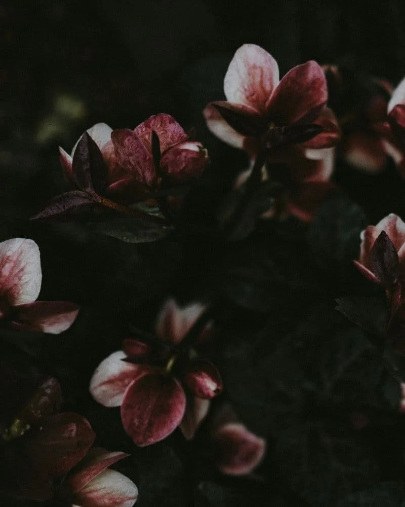 Close-up of pink and white flowers with dark leaves, dimly lit.