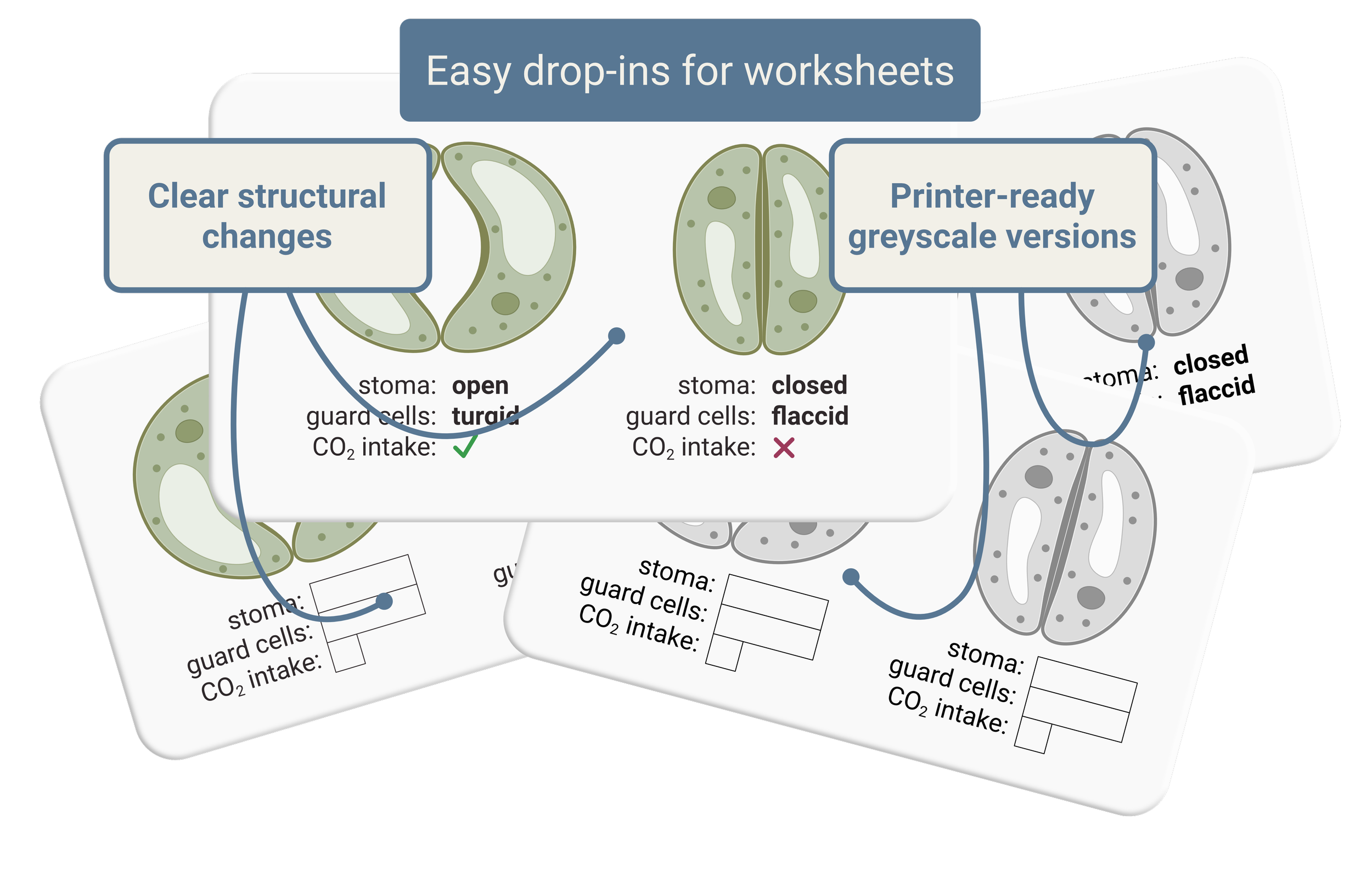 Stoma and Guard Cells Diagrams | GCSE Biology