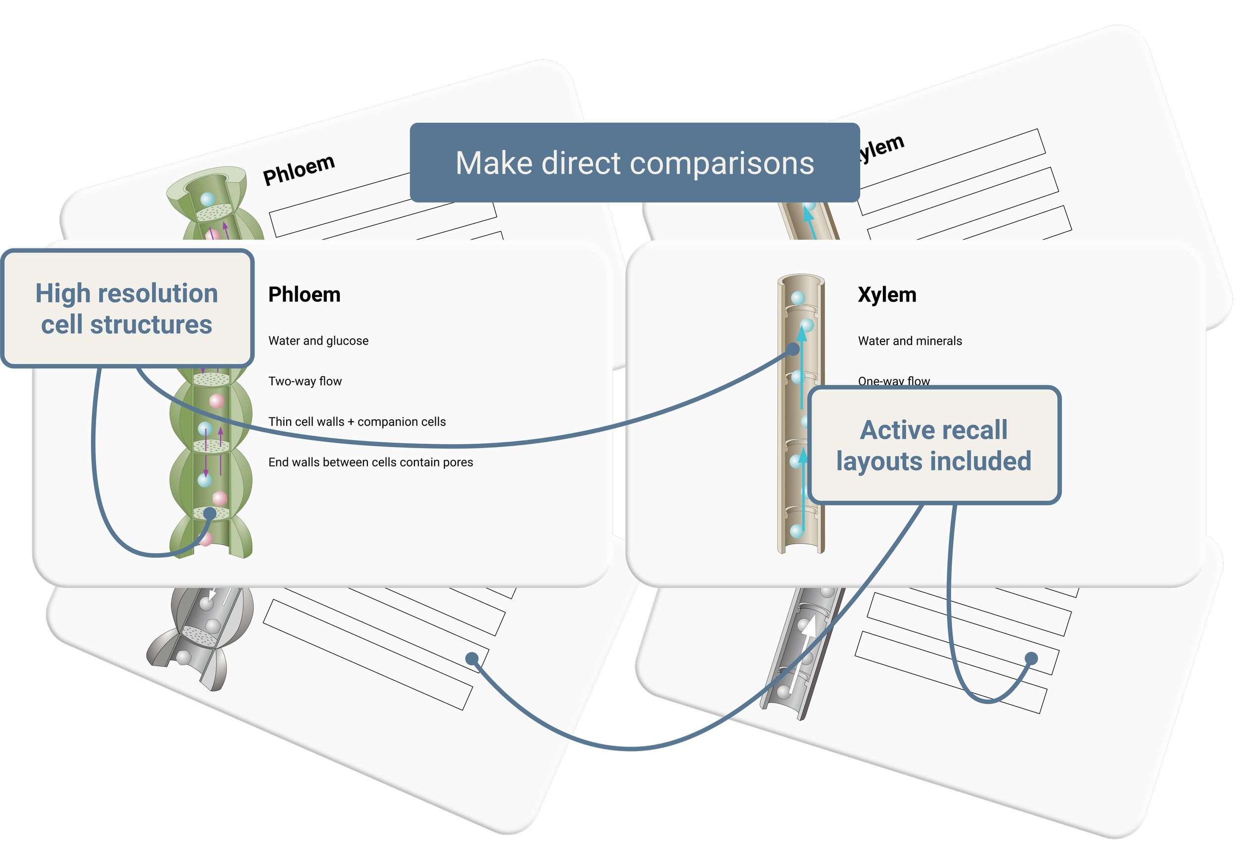 Xylem and Phloem Diagrams | GCSE Biology