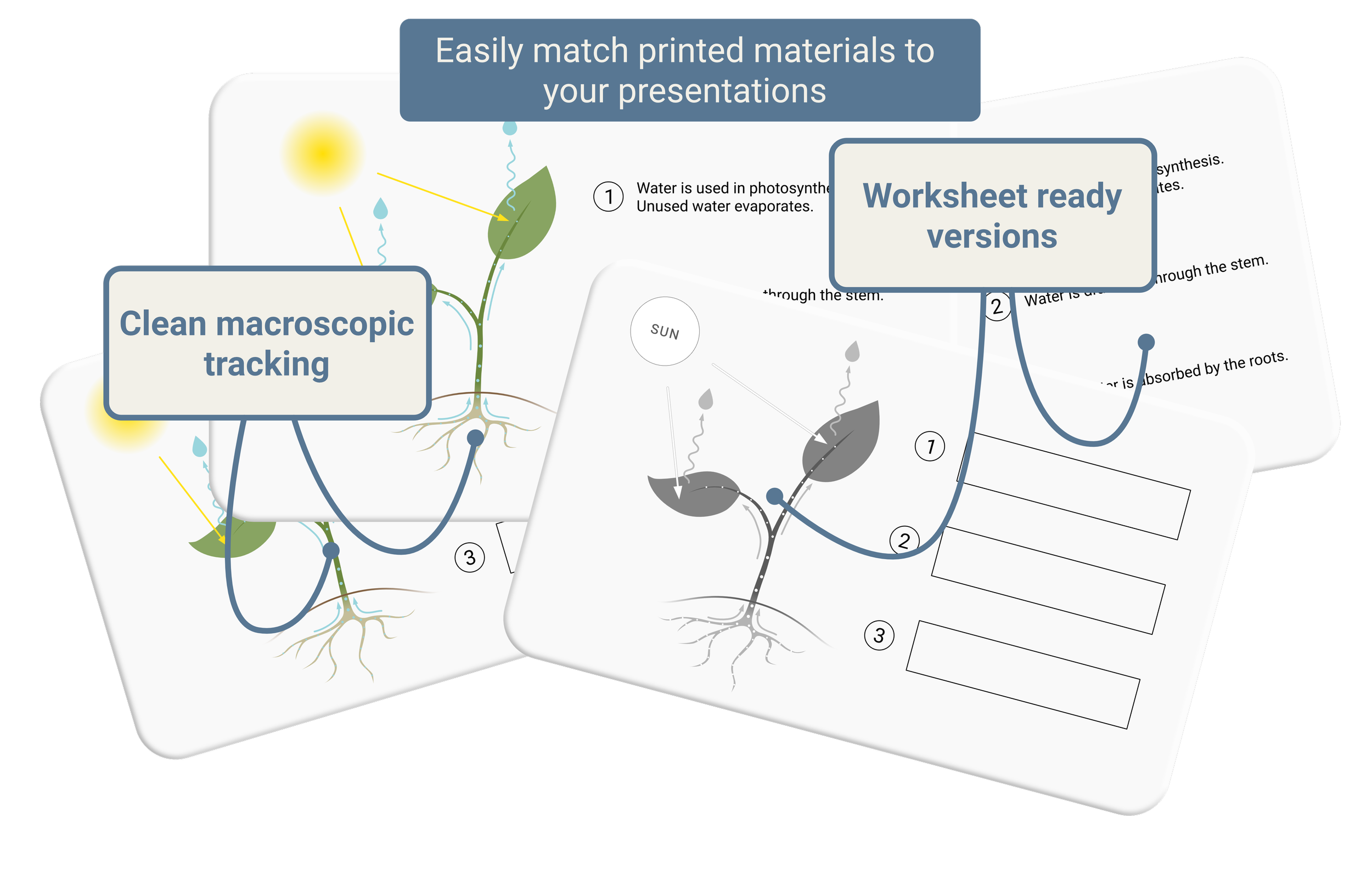 Transpiration Stream Schematic | GCSE Biology