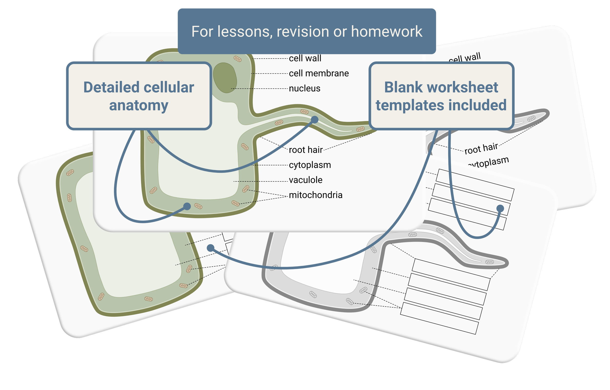 Root Hair Cell Diagrams | GCSE Biology