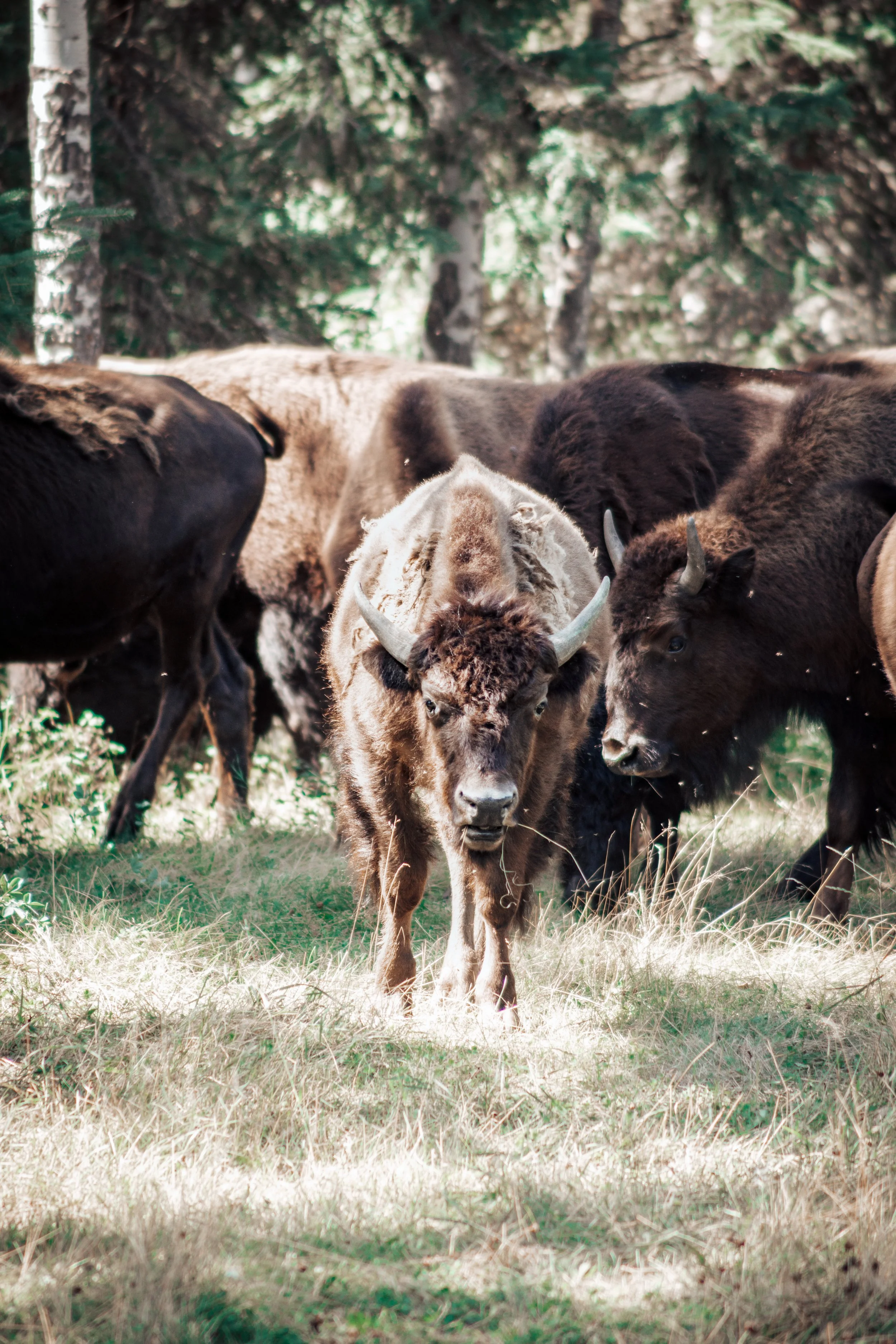 Noble Premium Bison Ranch