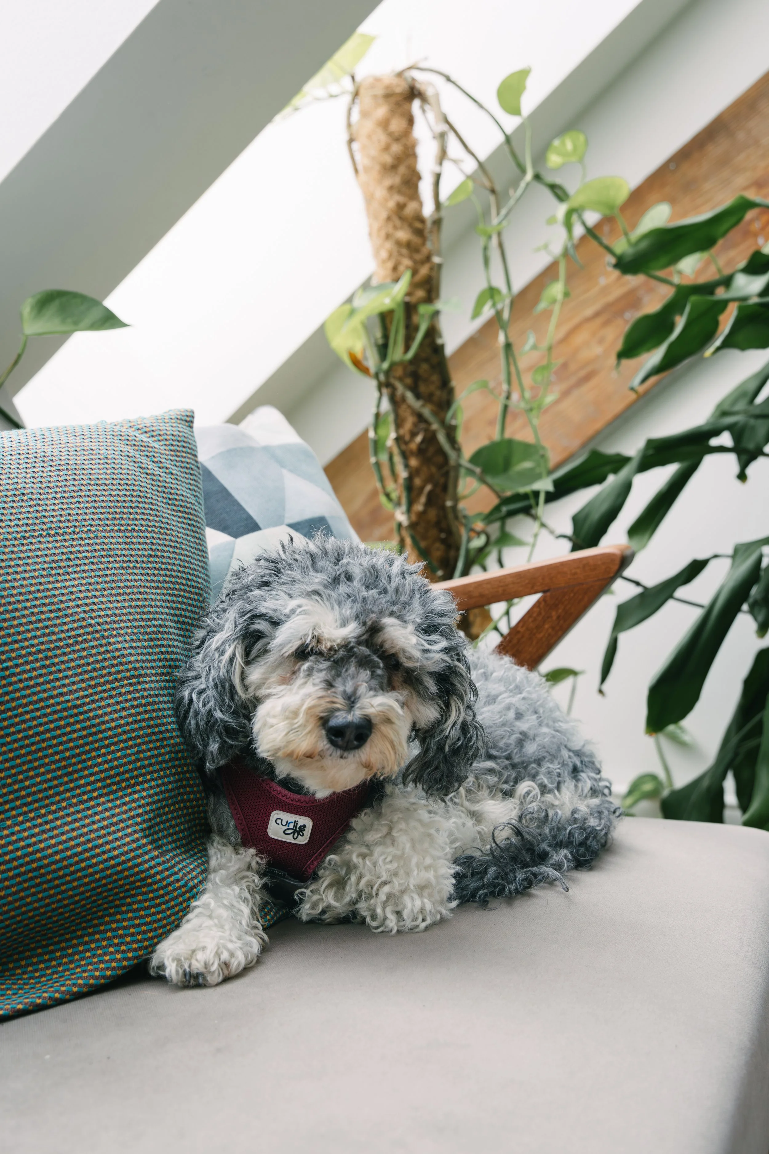 A black and white curly-haired dog with a red harness resting on a beige cushion, surrounded by green houseplants and a colorful pillow, in a bright room with a sloped ceiling.