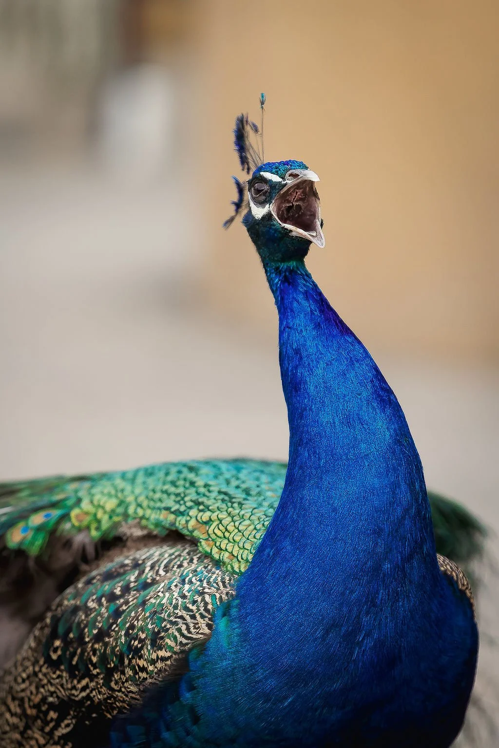 A peacock with its head tilted upward and its beak open, showing vibrant blue and green feathers and a detailed crest on its head.