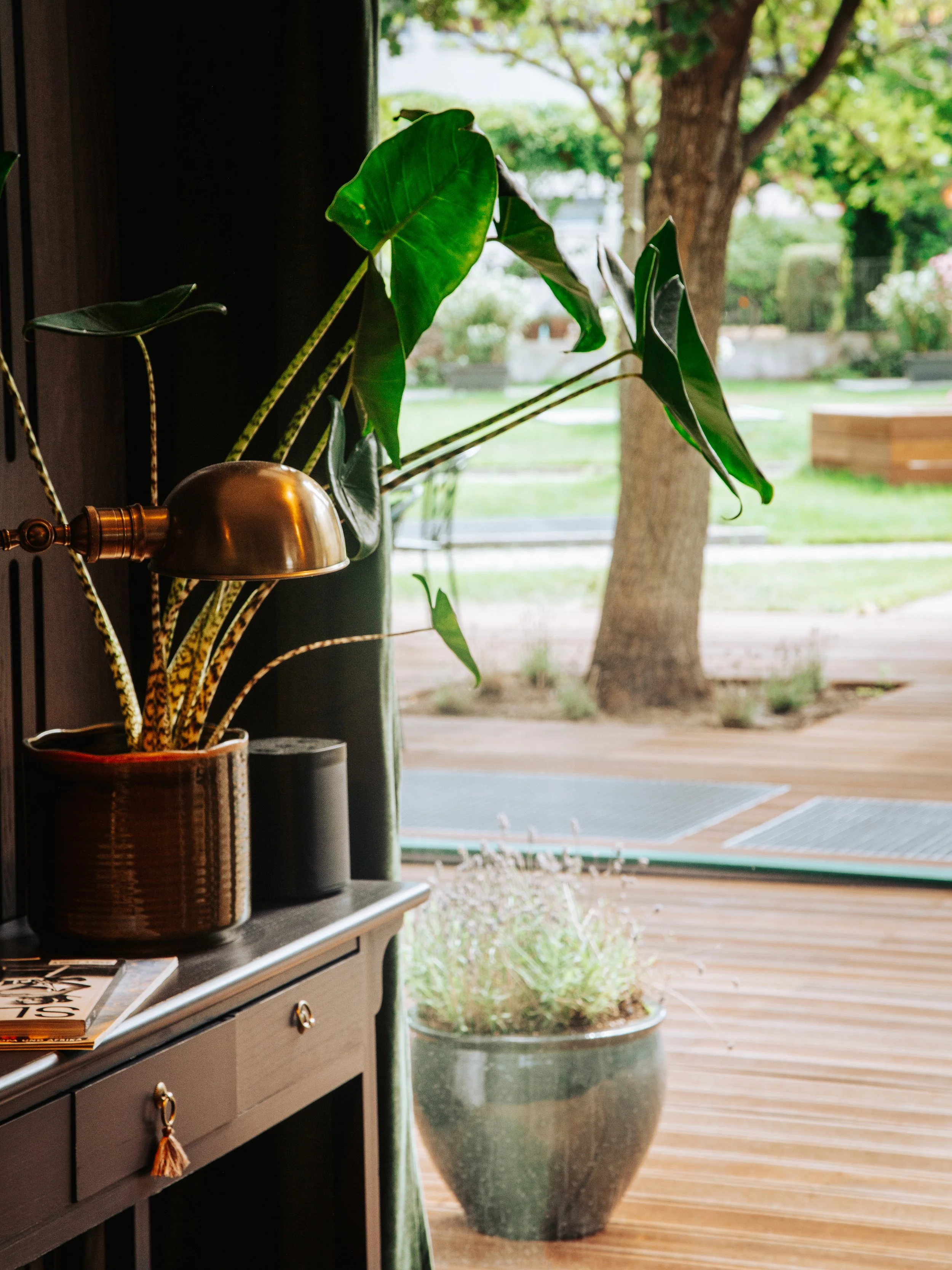 Indoor scene with a houseplant in a large ceramic pot near a window, with a wooden deck and green trees outside.