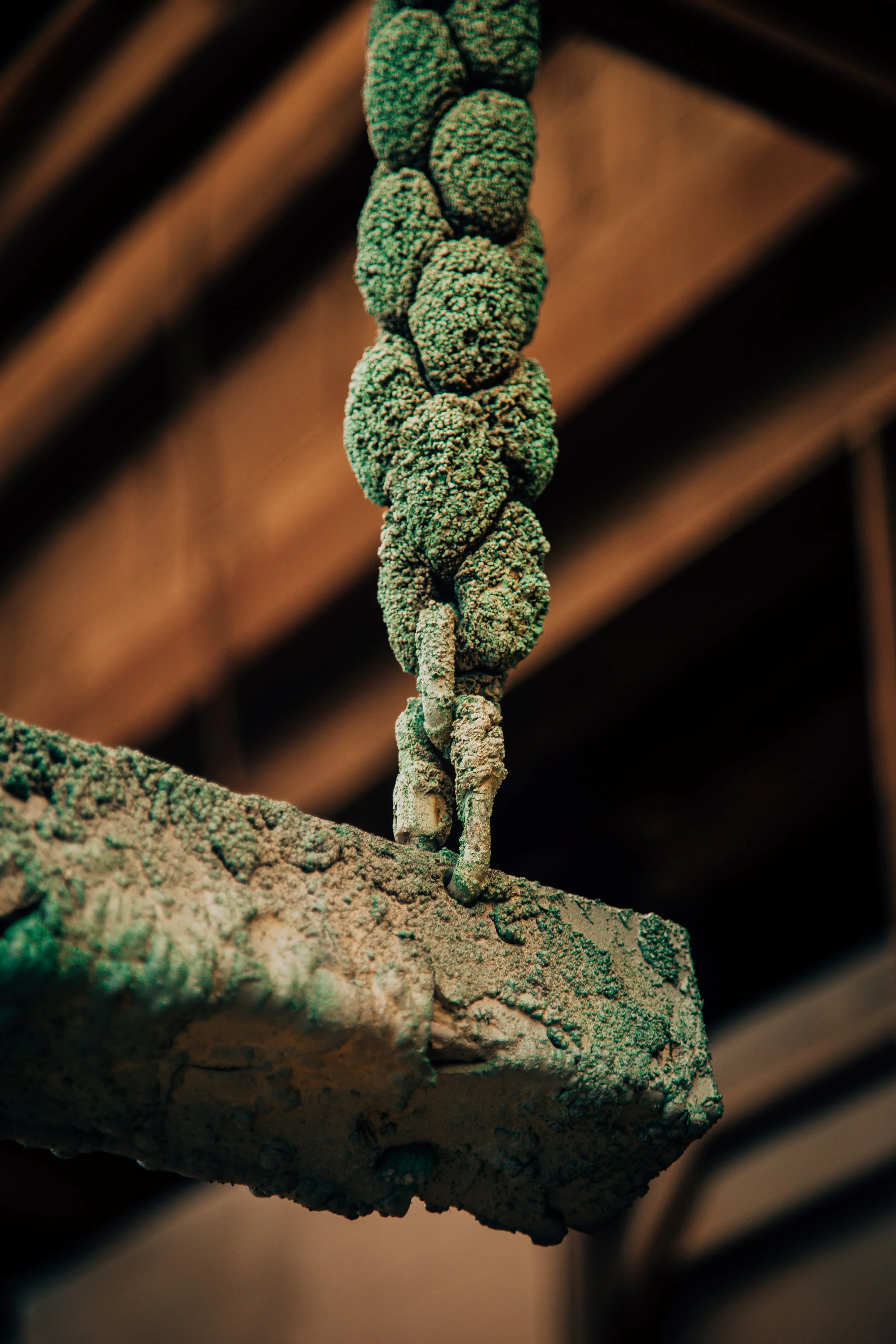 Close-up of a dried, textured plant or fungi with a rough surface, hanging from a branch or other support.
