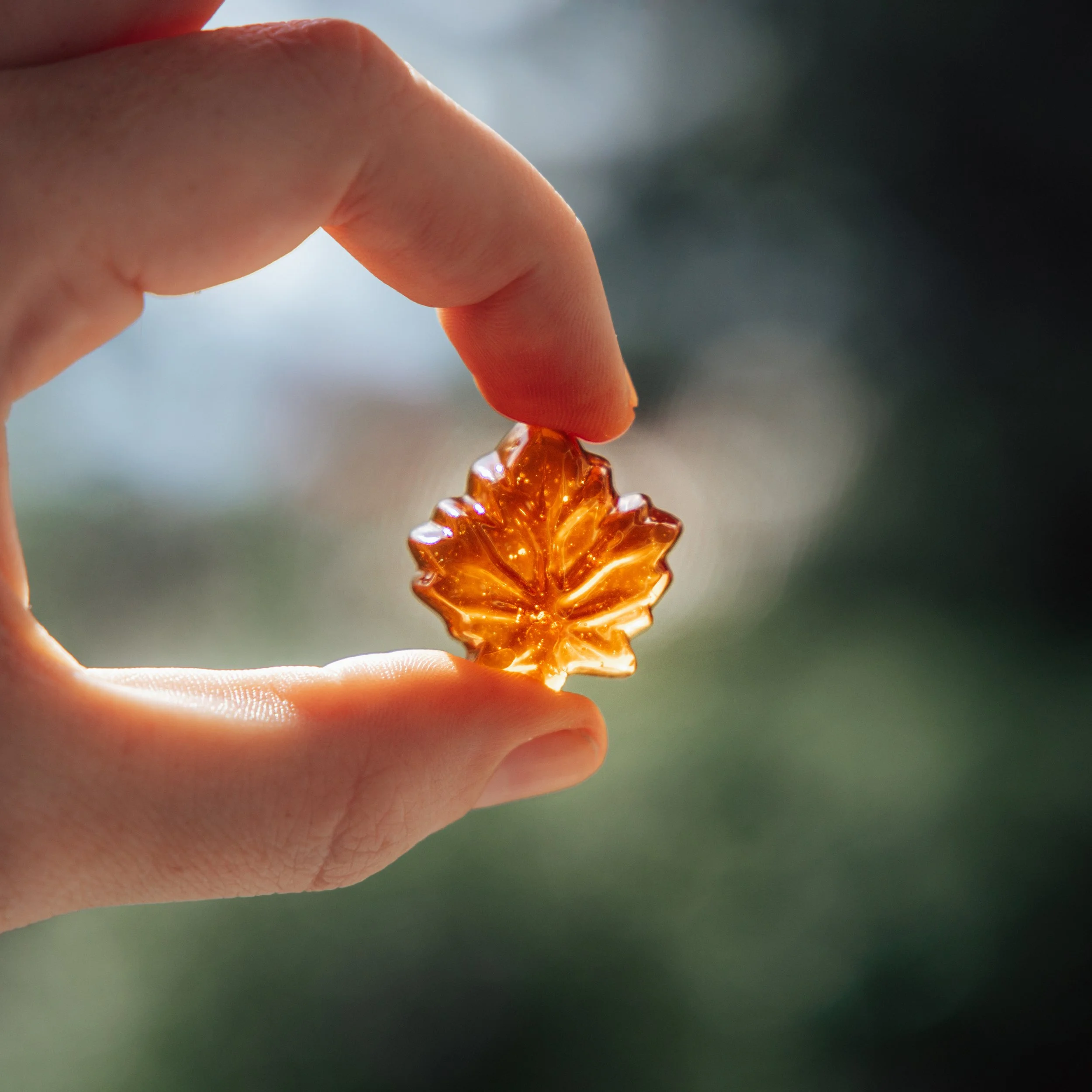 Close-up of a person's hand holding a small, amber-colored gummy candy shaped like a maple leaf.