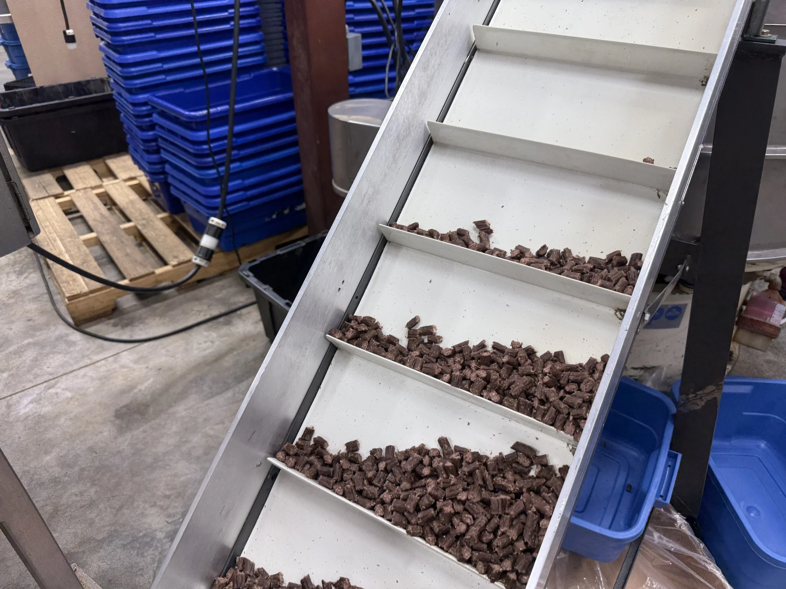 Industrial conveyor carrying small chunks of meat in a food processing facility, with stacked blue plastic bins in the background.