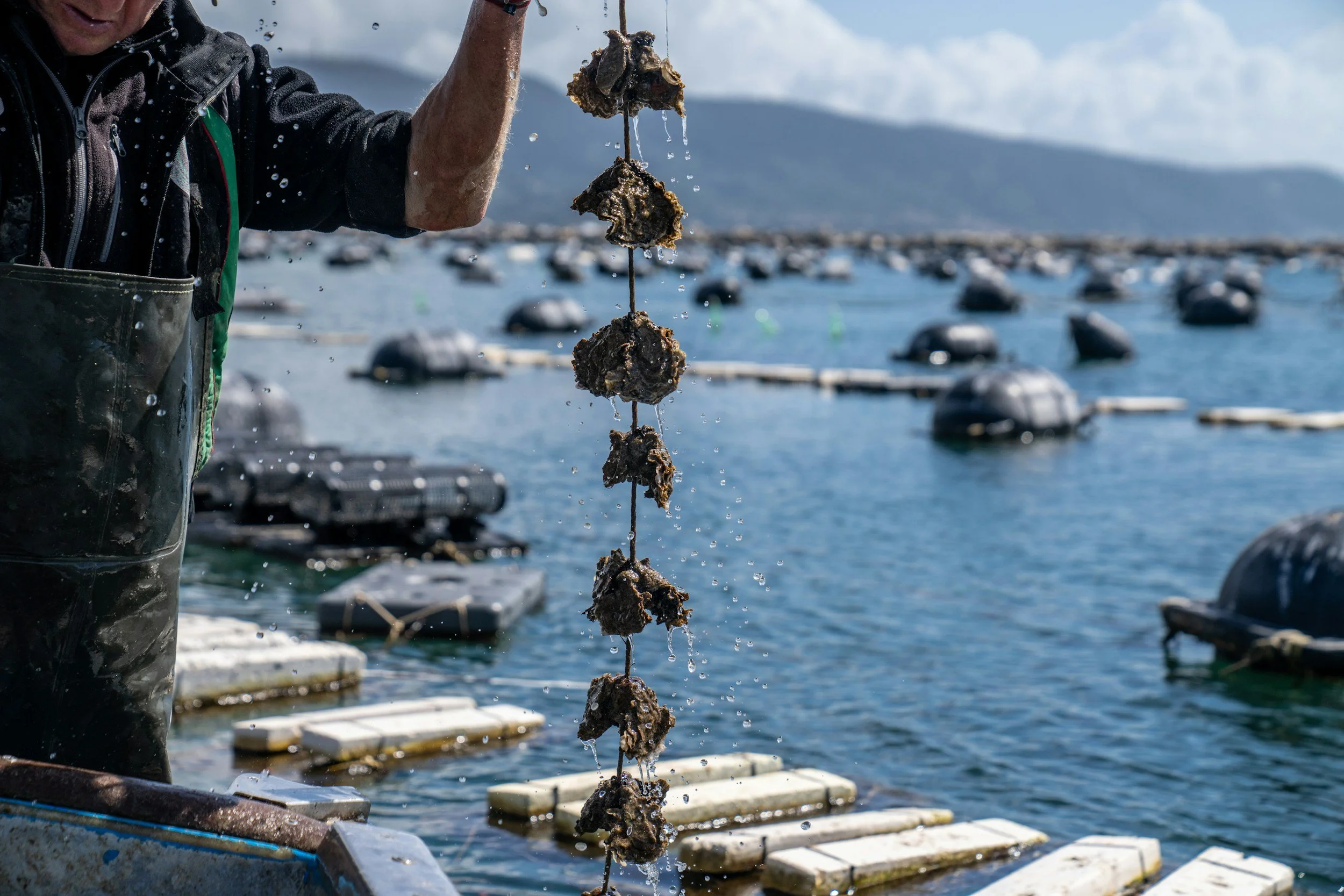 Person holding a string of large, dark, seaweed-covered rocks or shells over water, with a backdrop of boats and mountains in the distance.