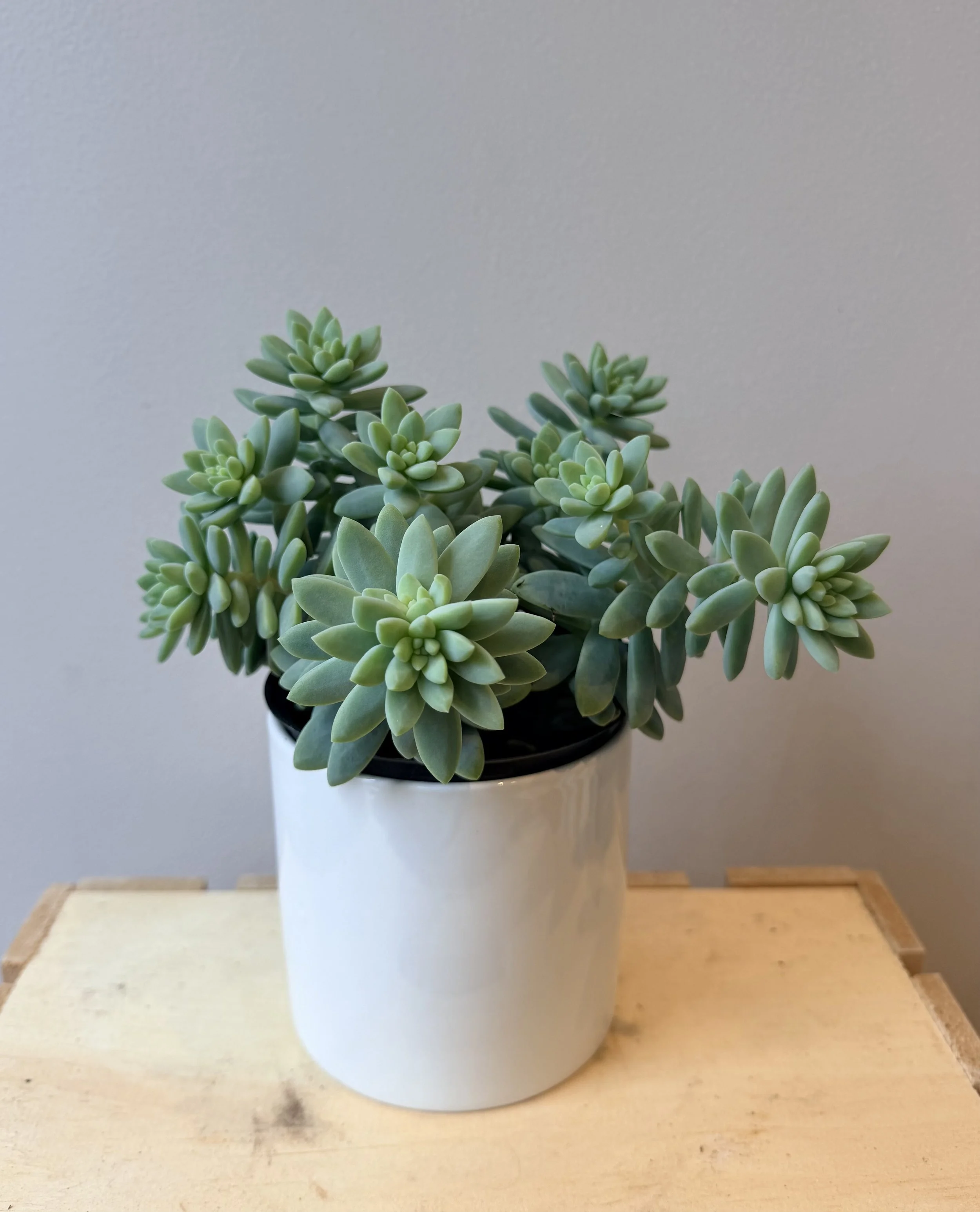 4-inch-succulent-ceramic-pot.jpg